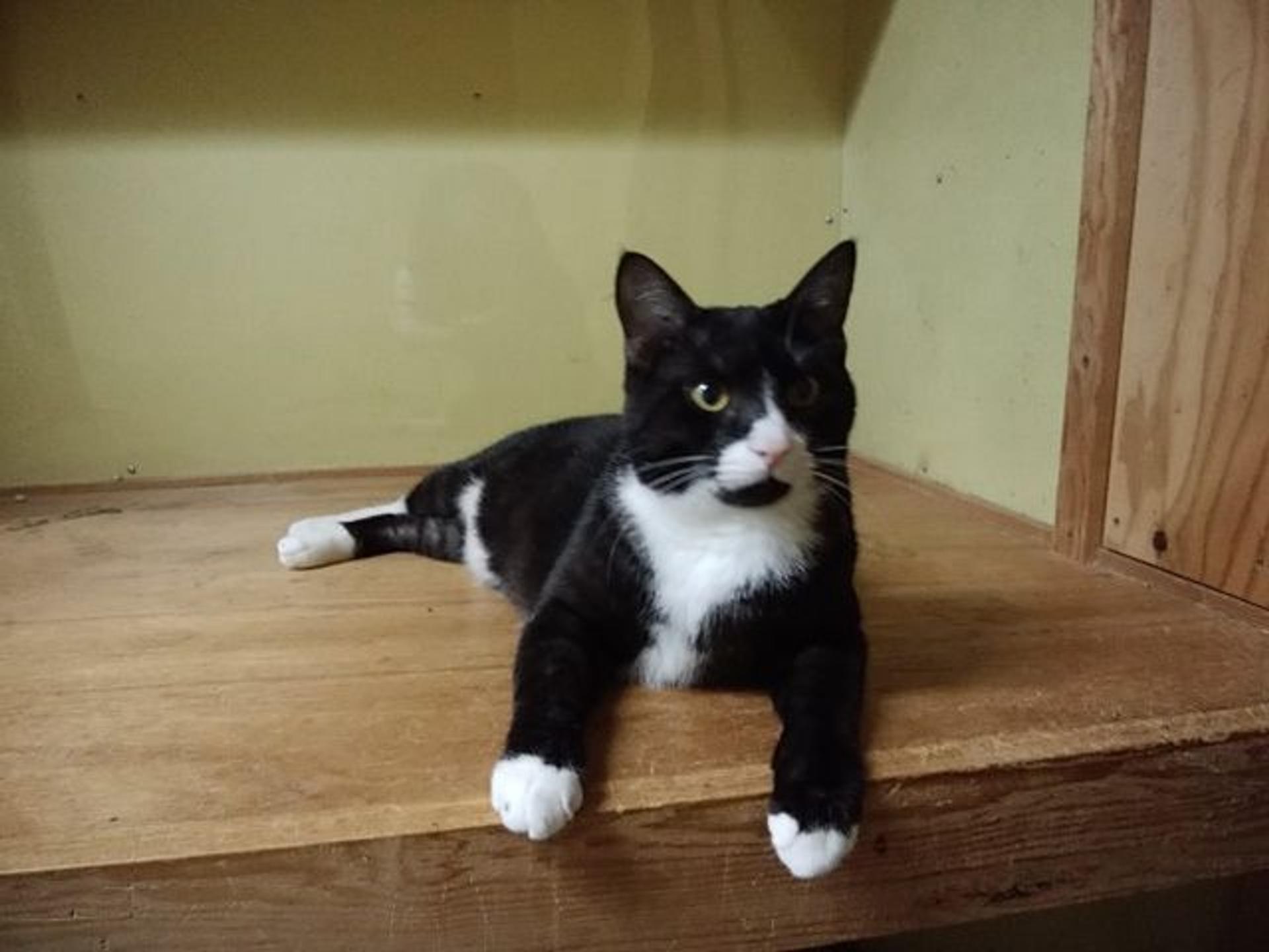 pet-image-2