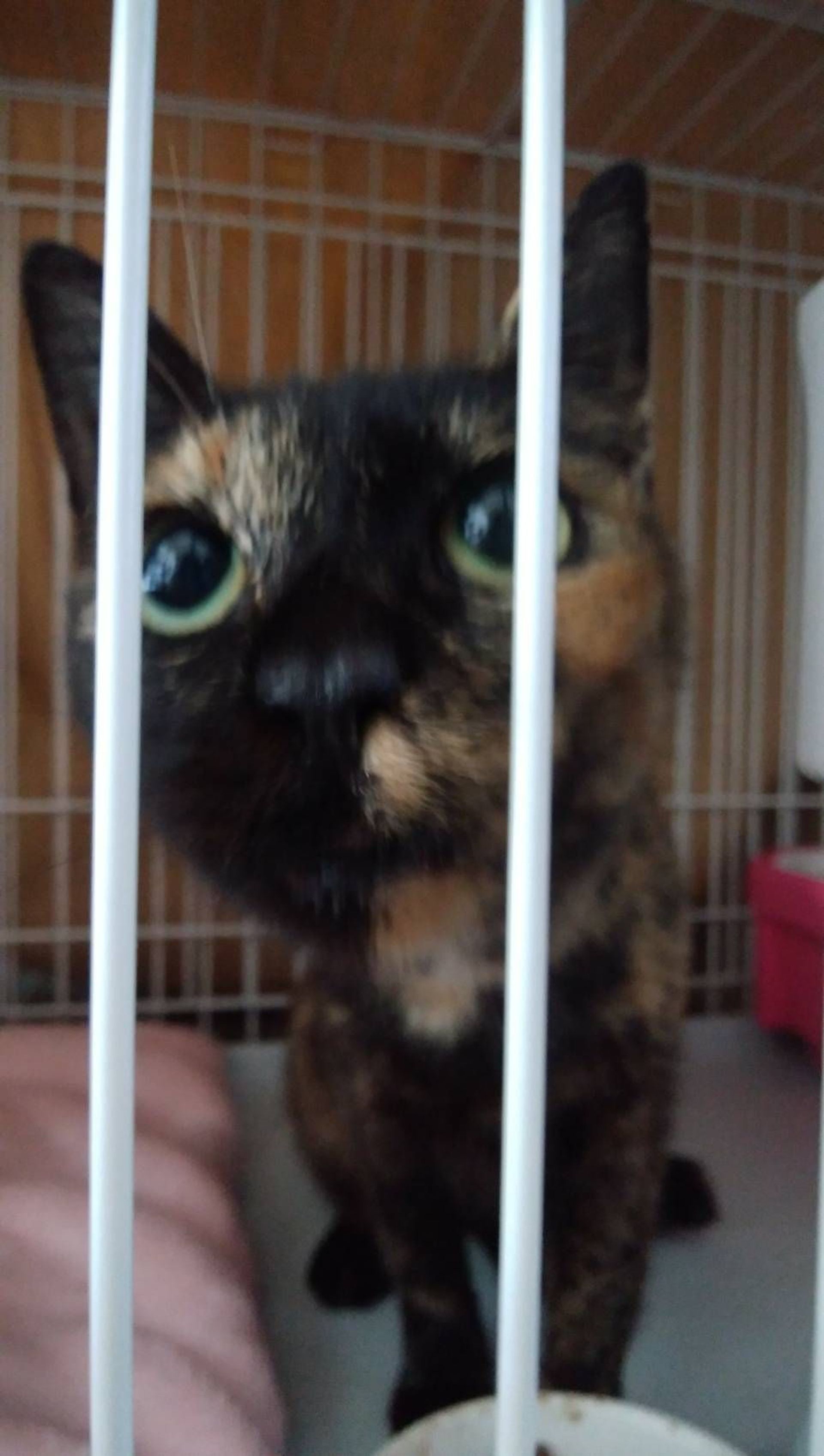 雑種（ミックス猫）・メスの里親募集の写真