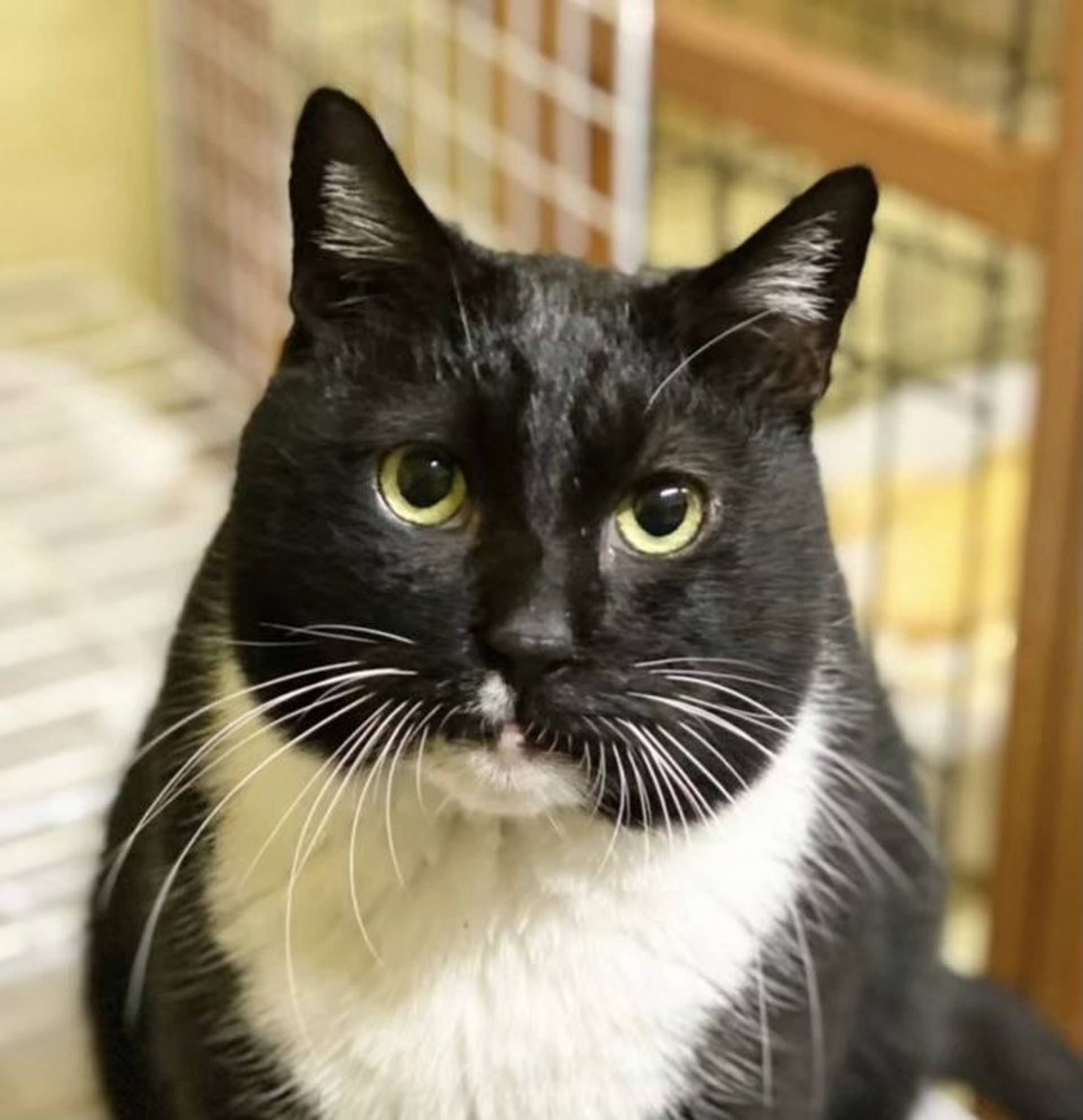 雑種（ミックス猫）・オスの里親募集の写真