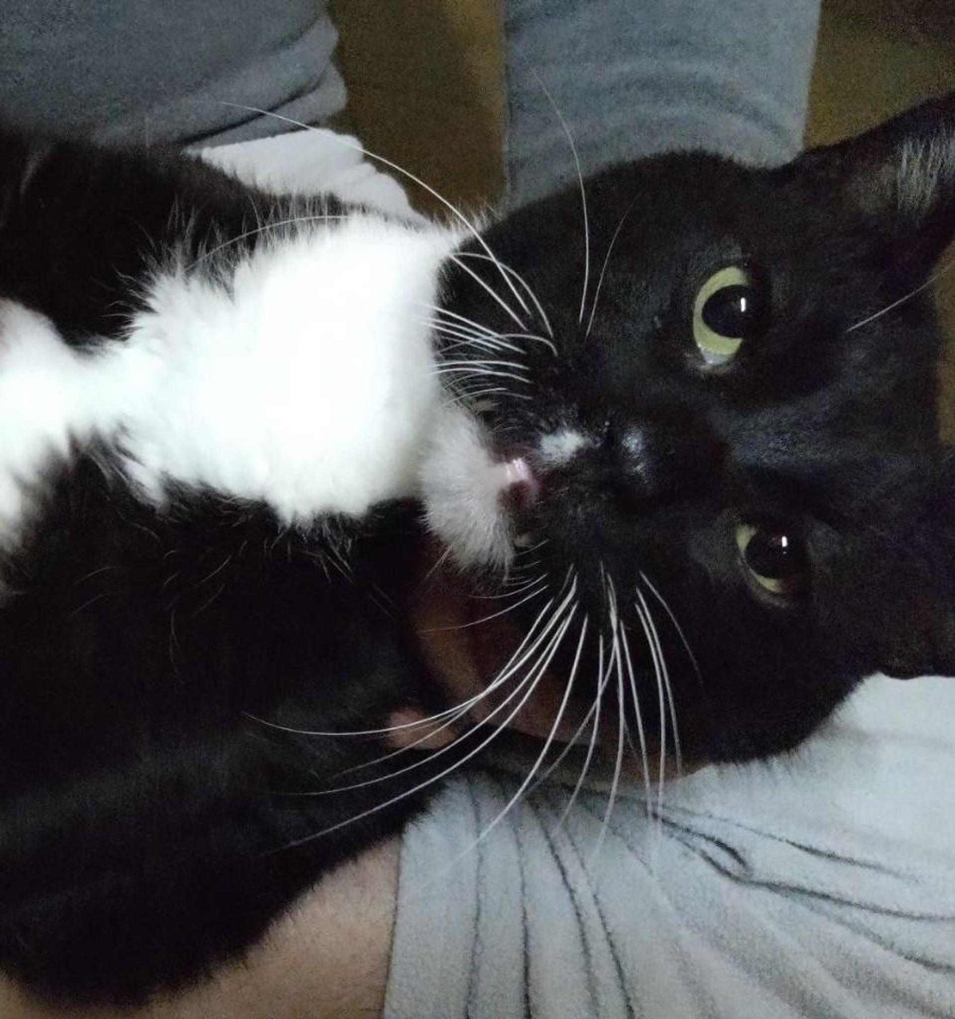 pet-image-2