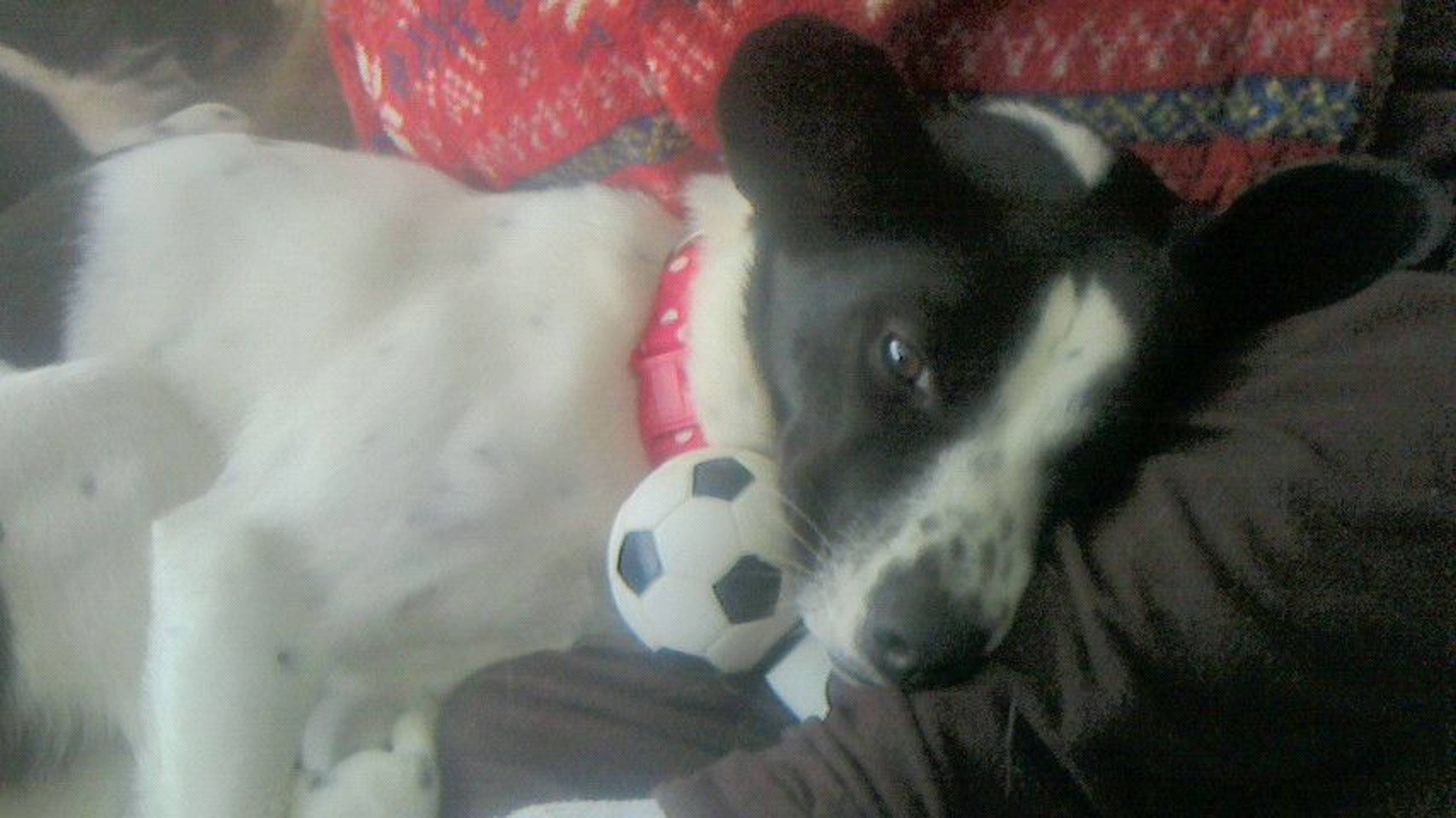 雑種（ミックス犬）・メスの里親募集の写真