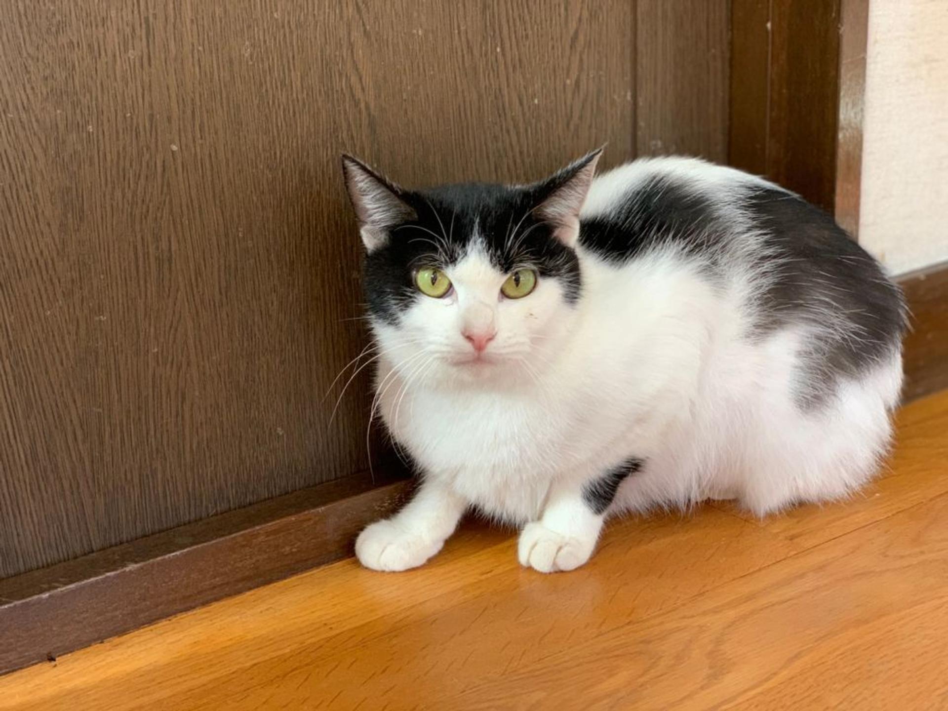 pet-image-2