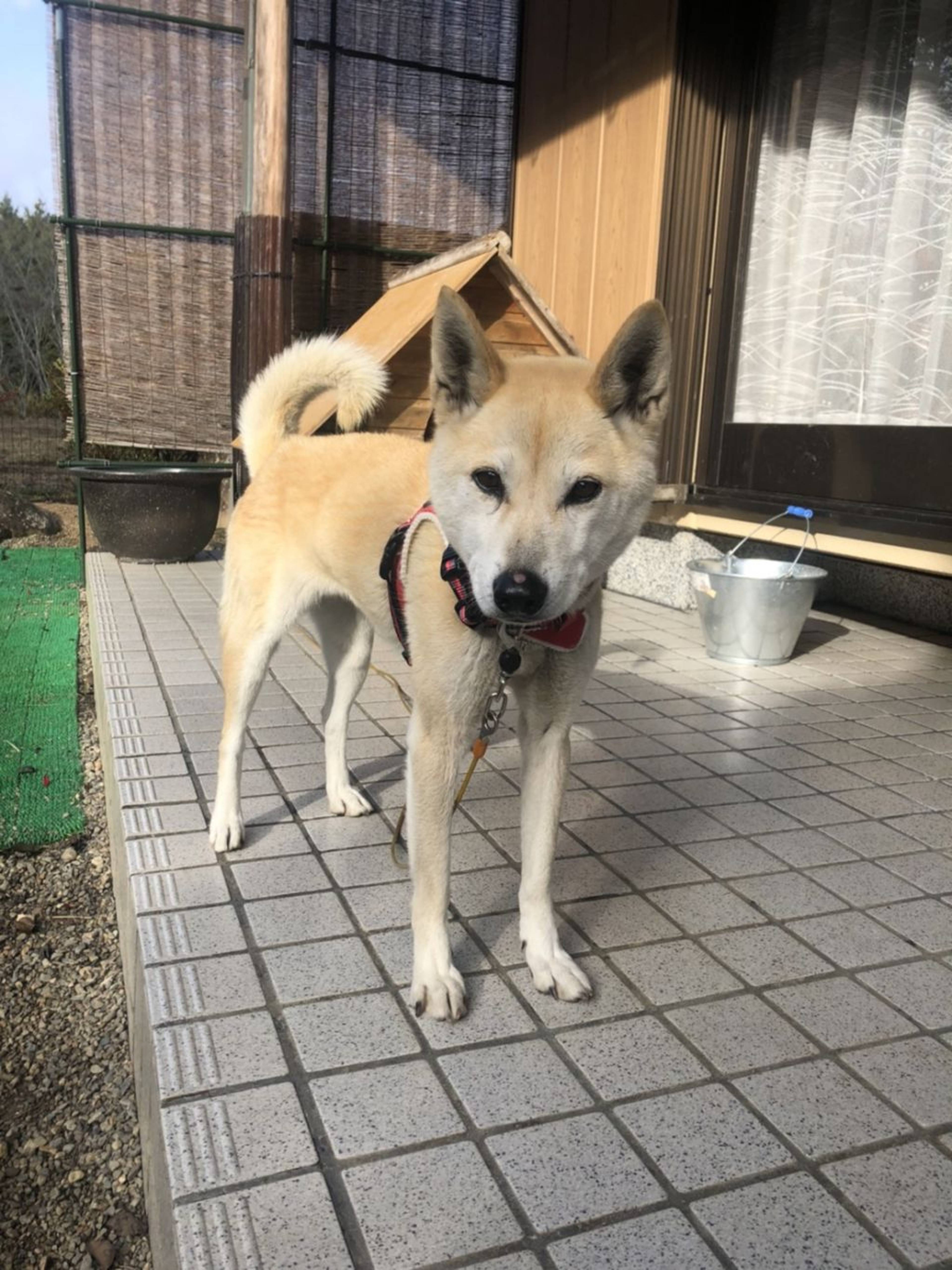柴犬・メスの里親募集の写真