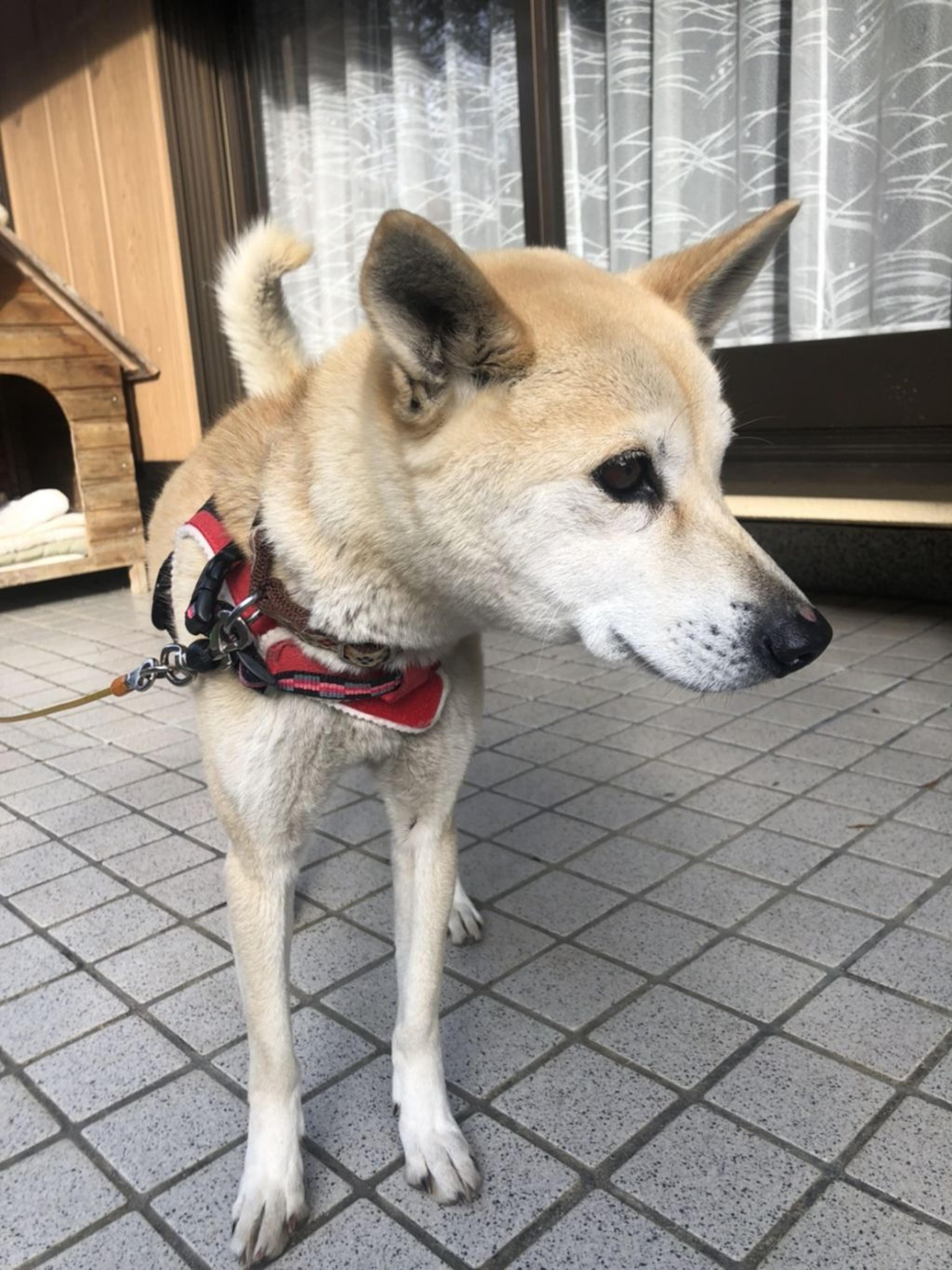 pet-image-2