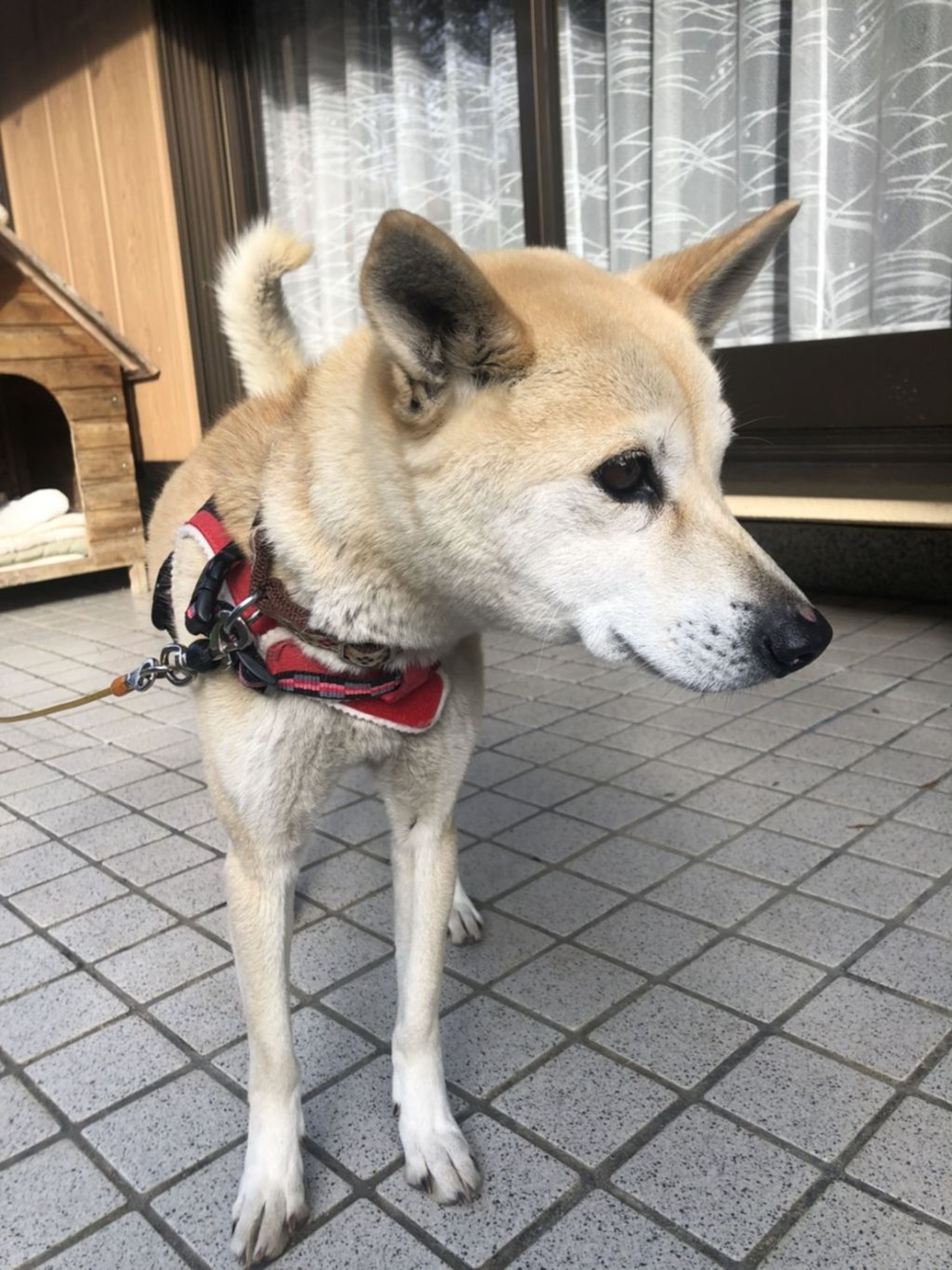 pet-image-2