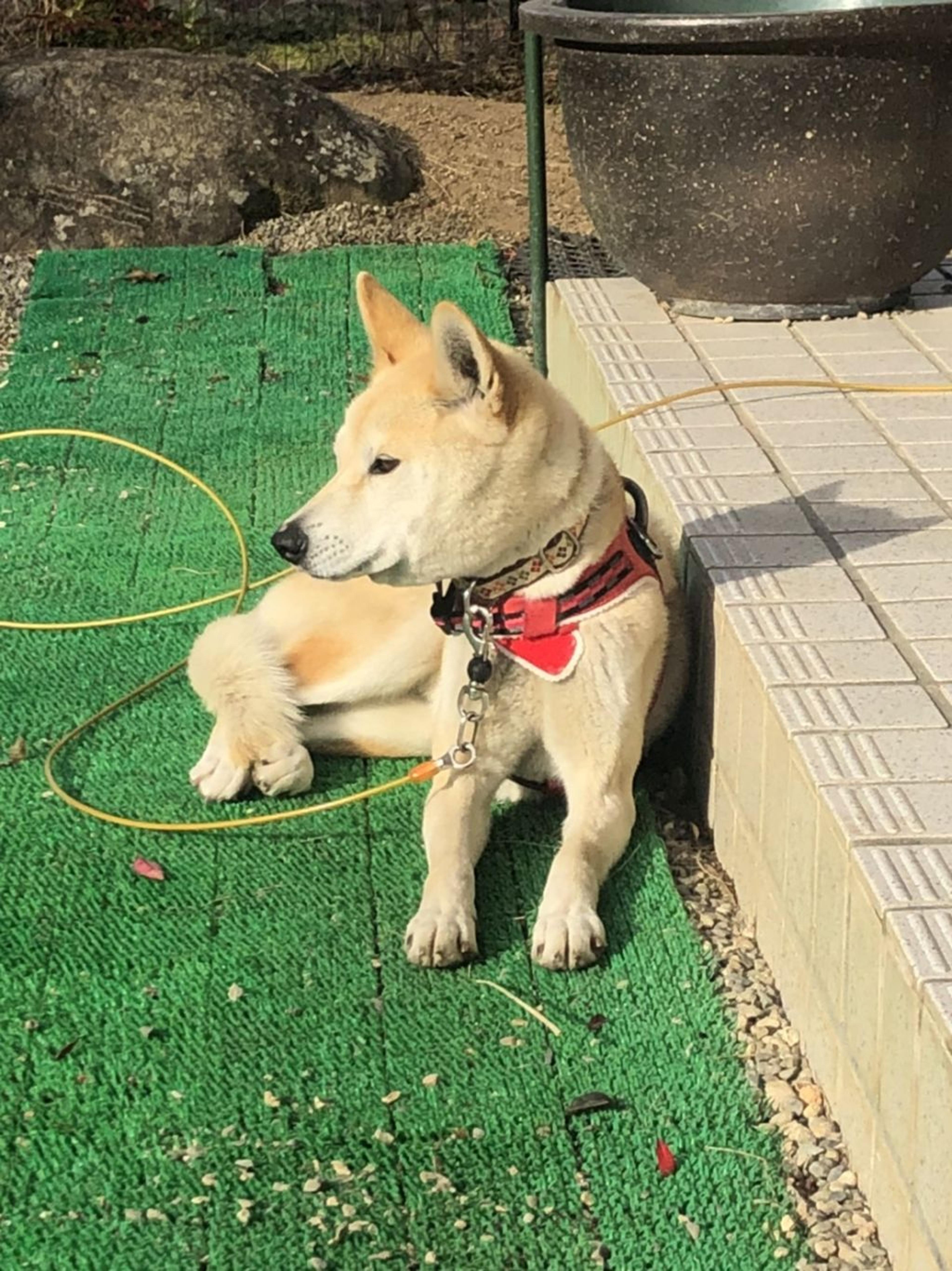 pet-image-3