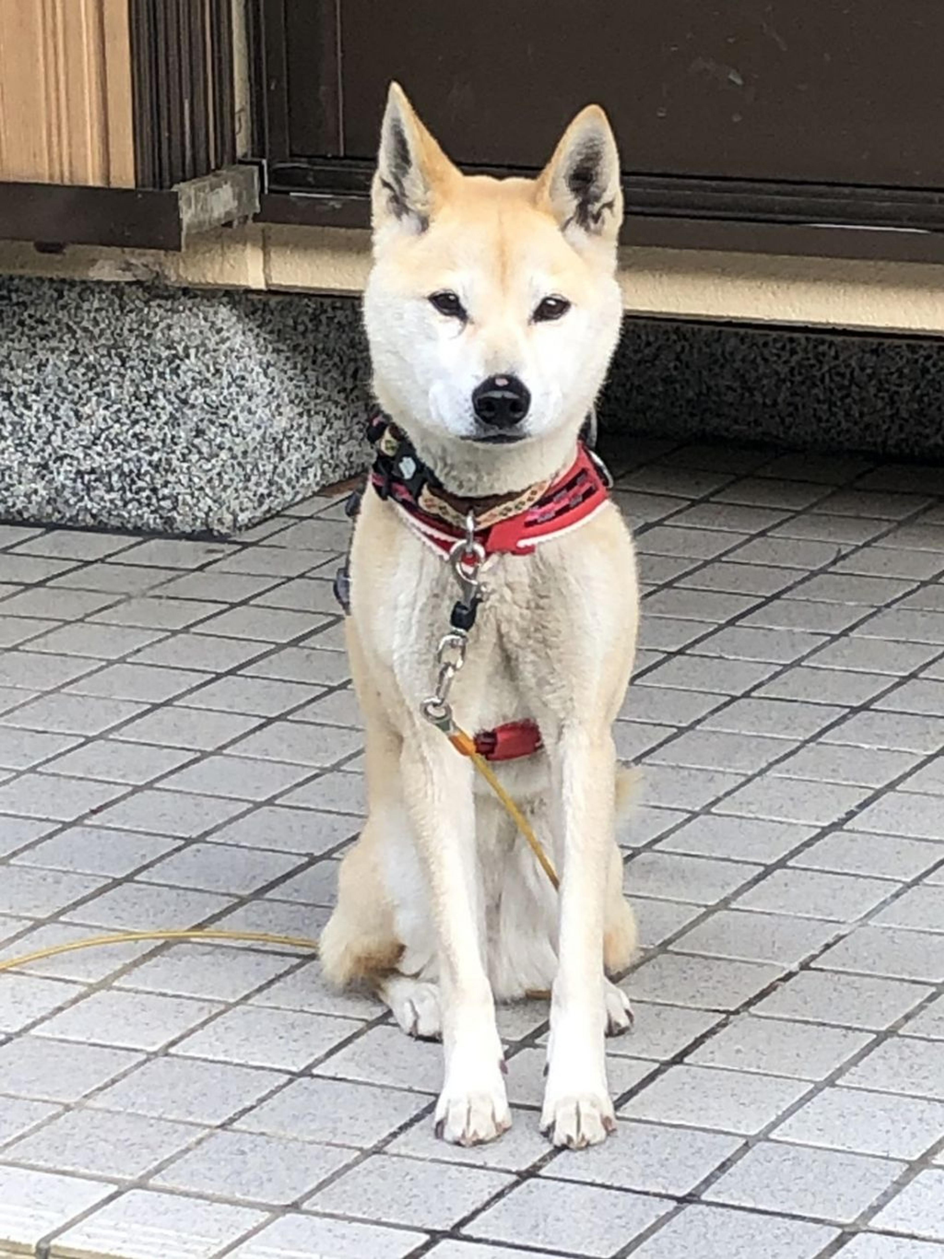 pet-image-4