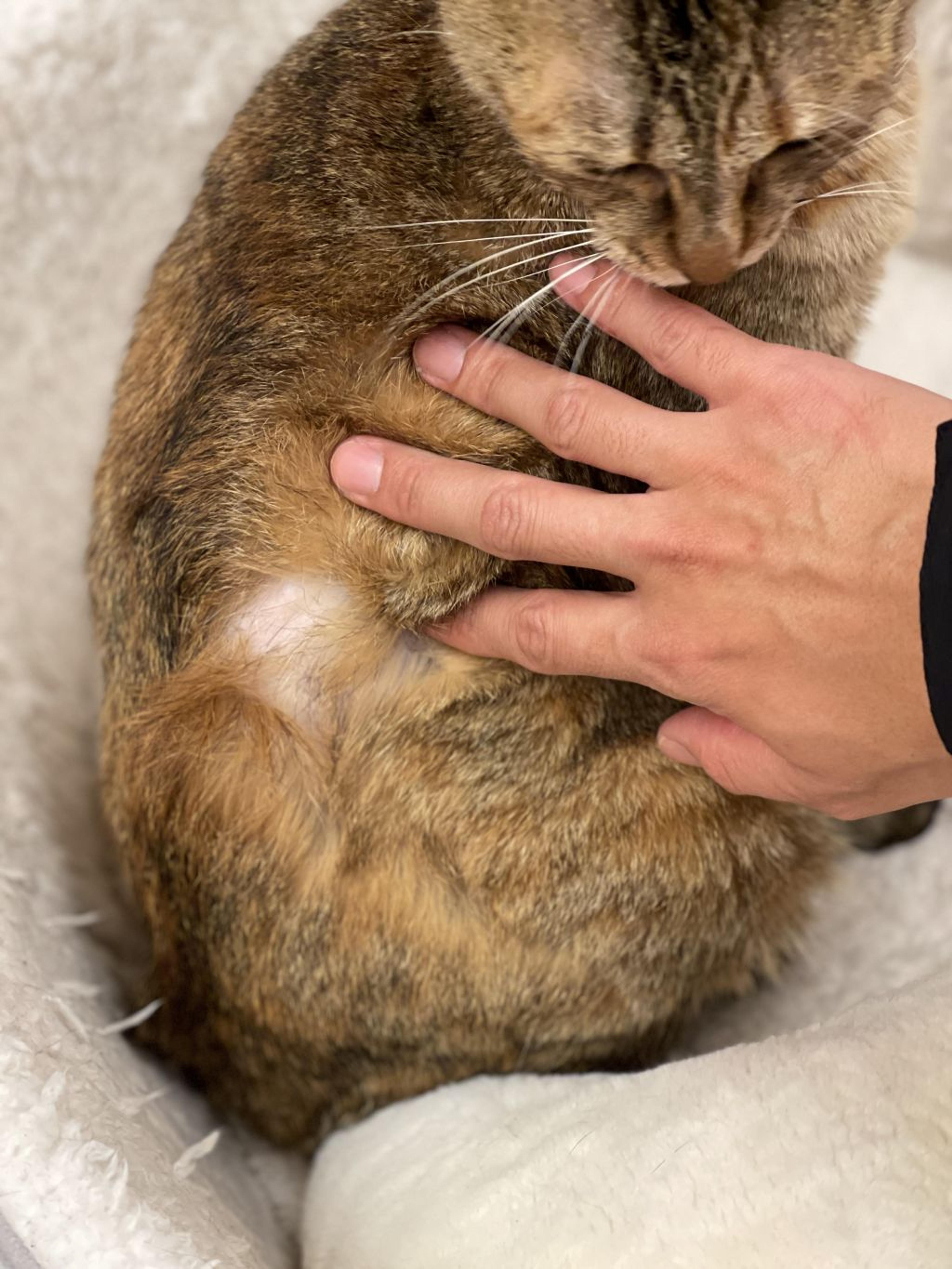 pet-image-3