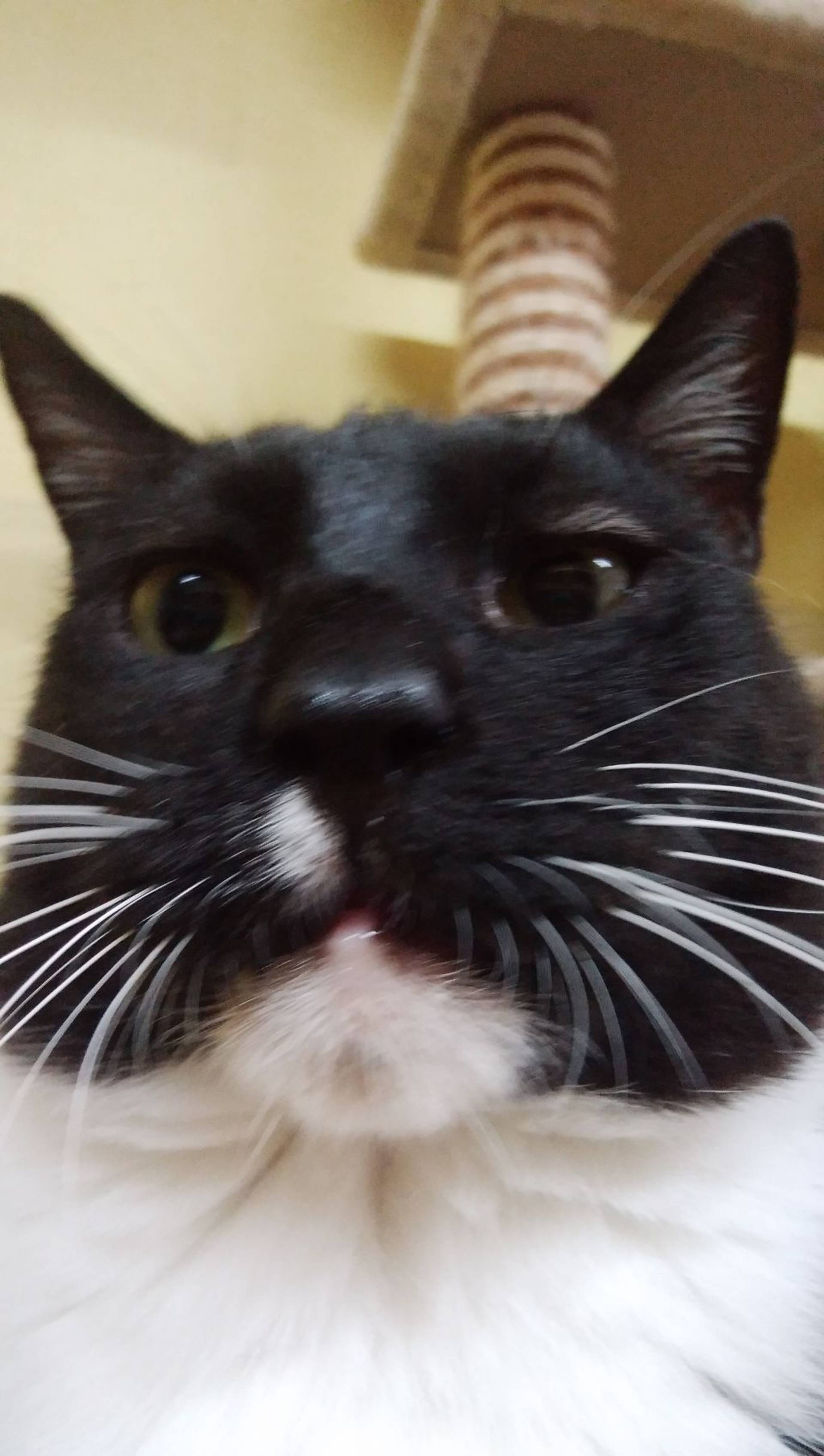 雑種（ミックス猫）・オスの里親募集の写真