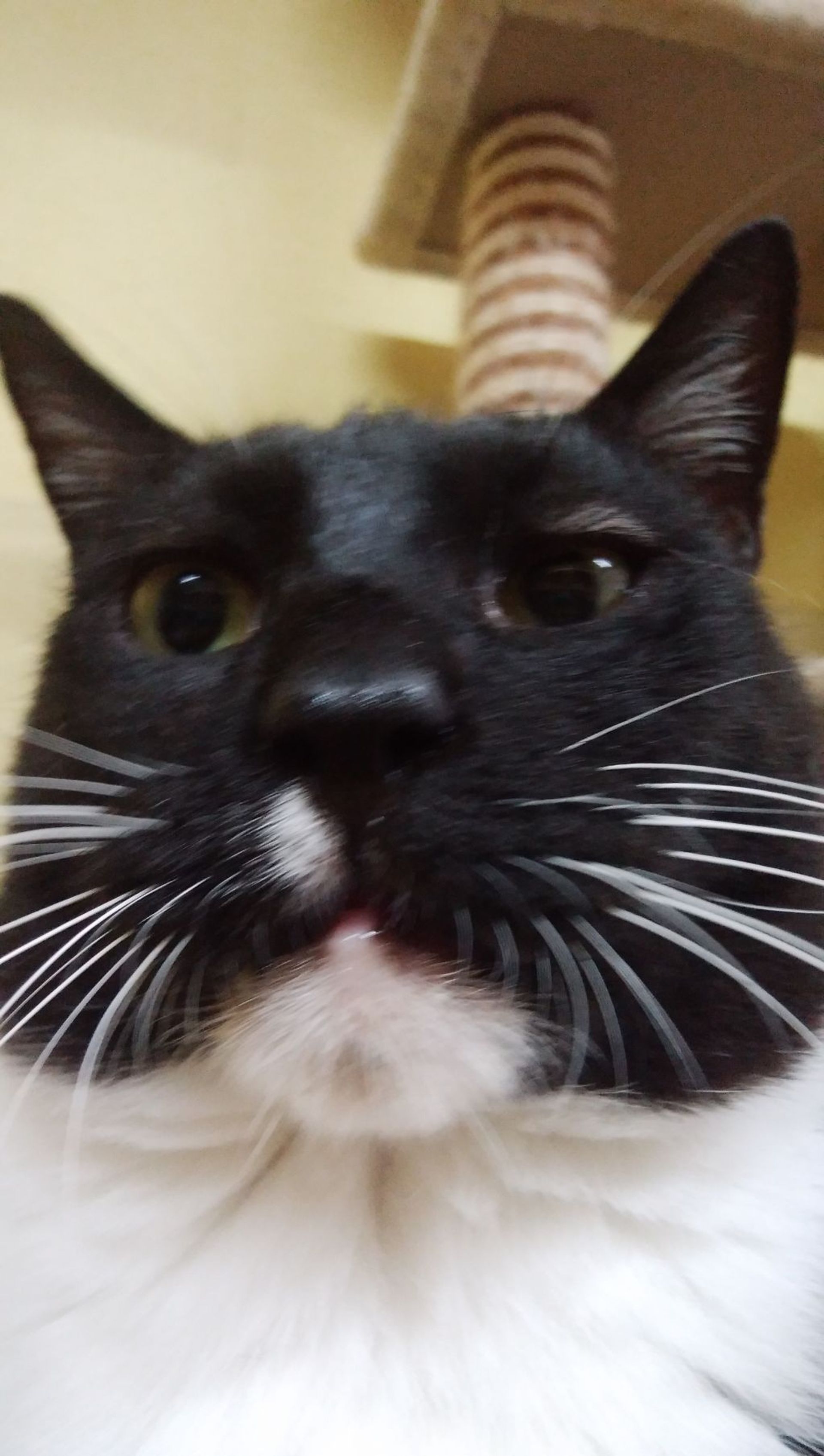 雑種（ミックス猫）・オスの里親募集の写真