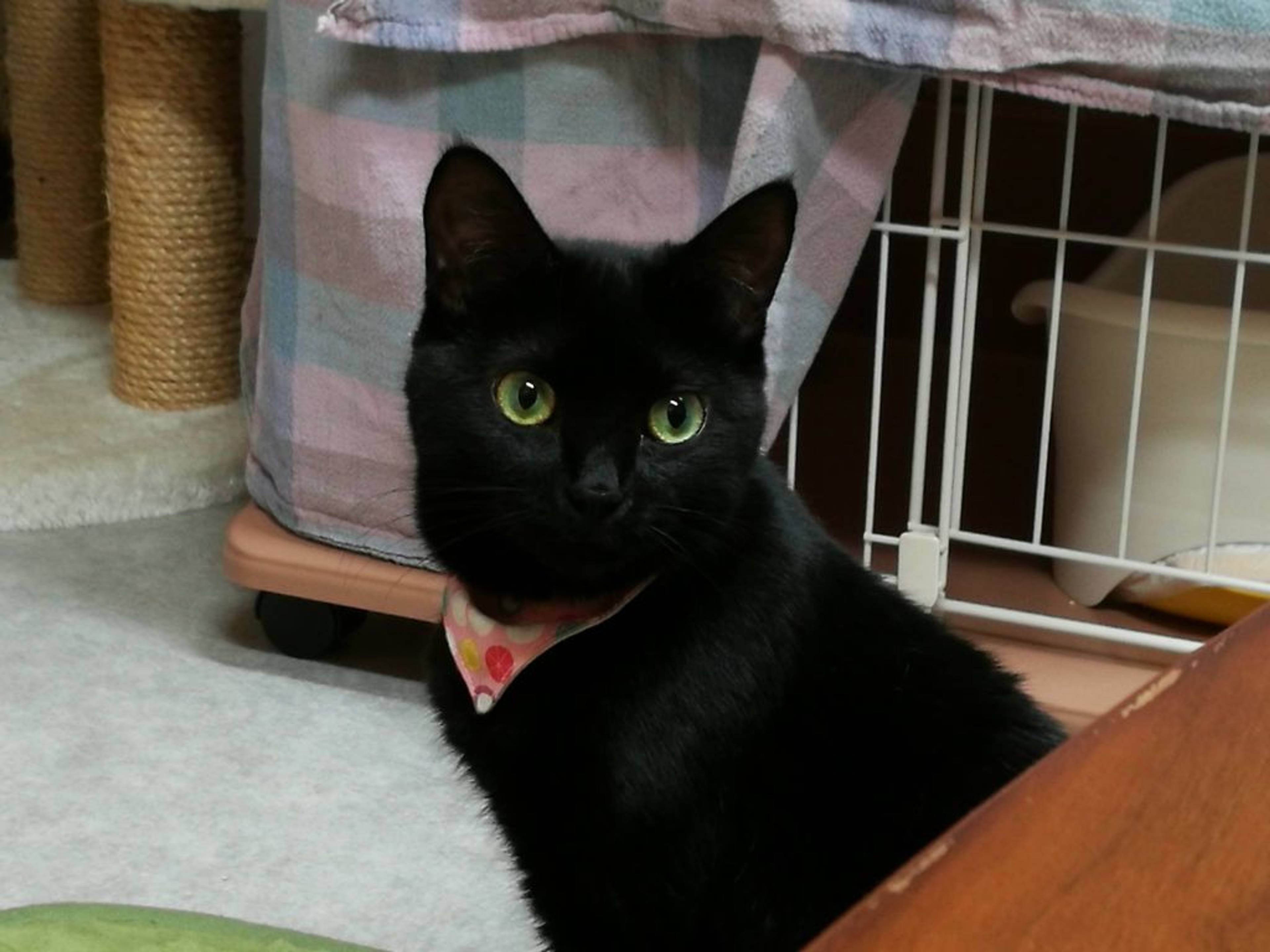 雑種（ミックス猫）・メスの里親募集の写真