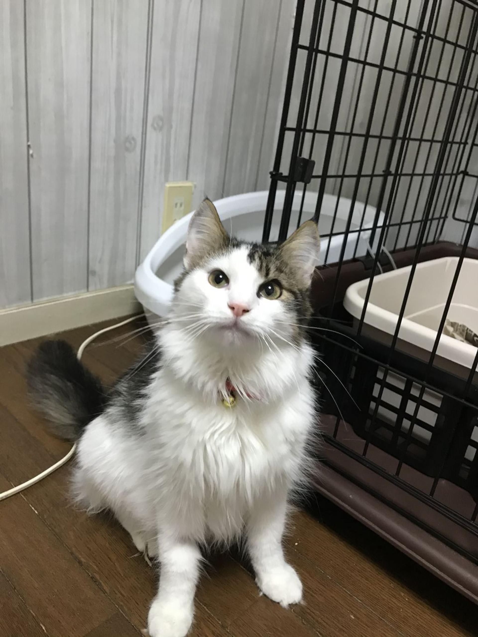 pet-image-2