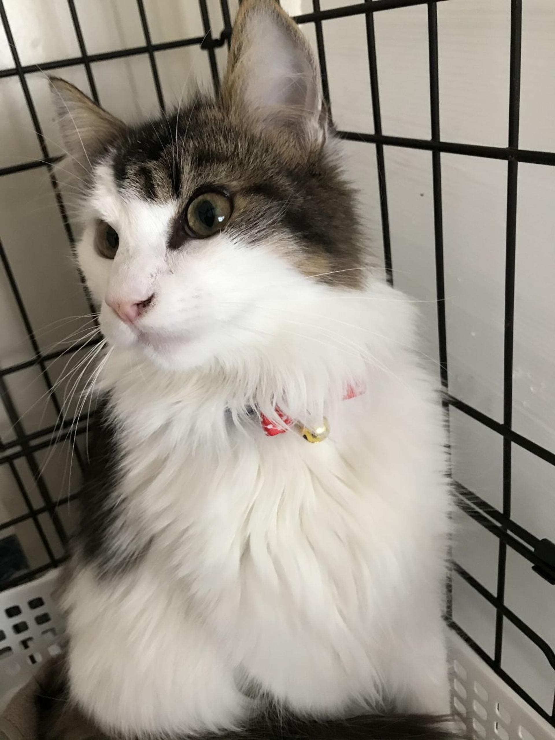 pet-image-3