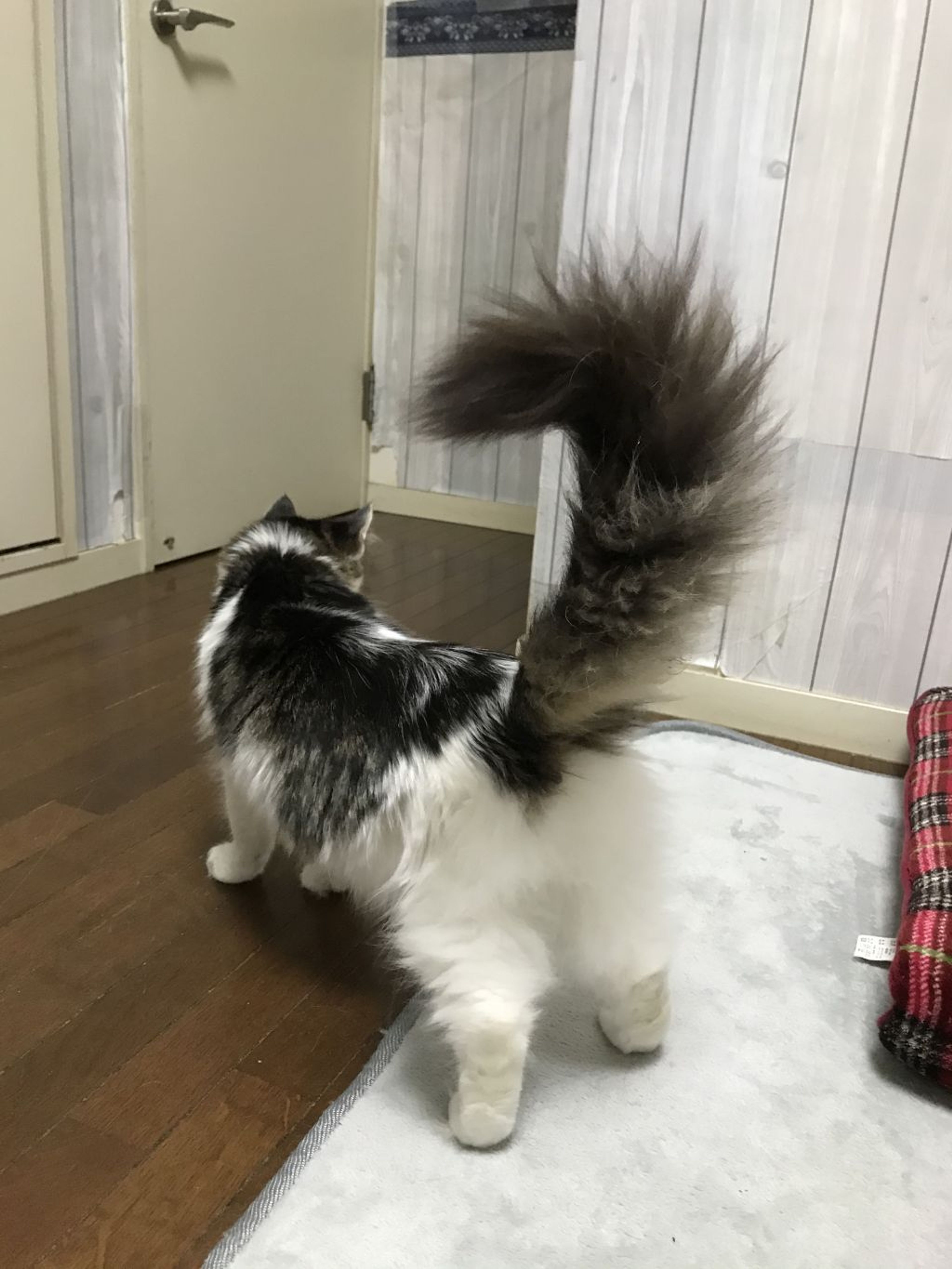 pet-image-4