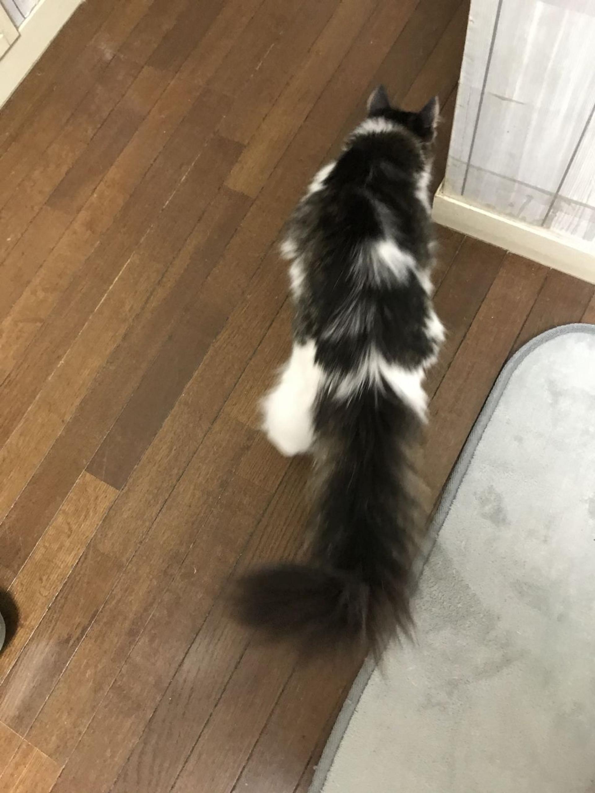 pet-image-5