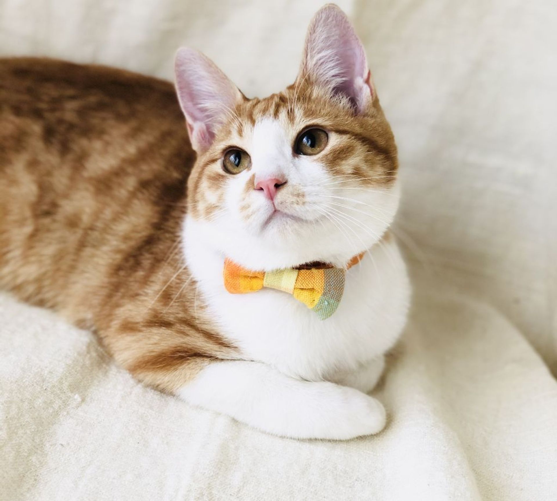 雑種（ミックス猫）・オスの里親募集の写真