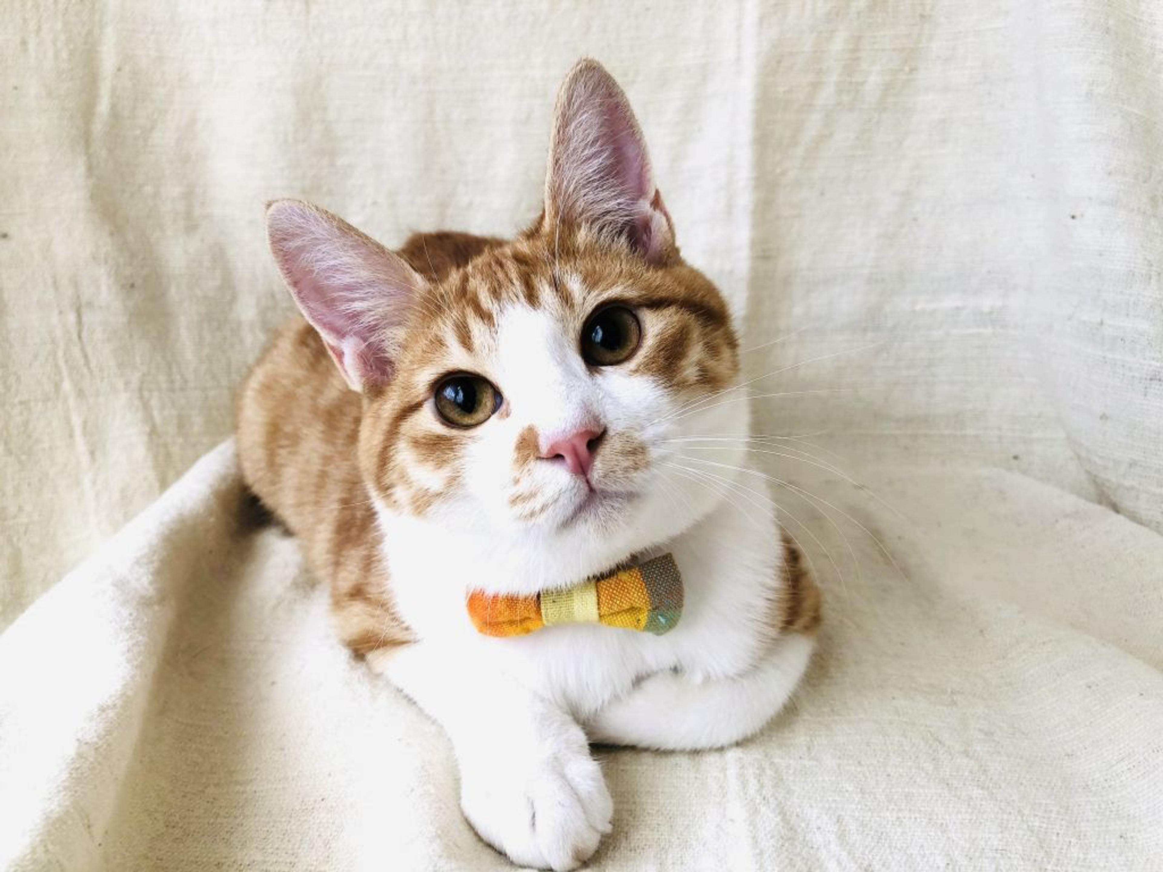 pet-image-2