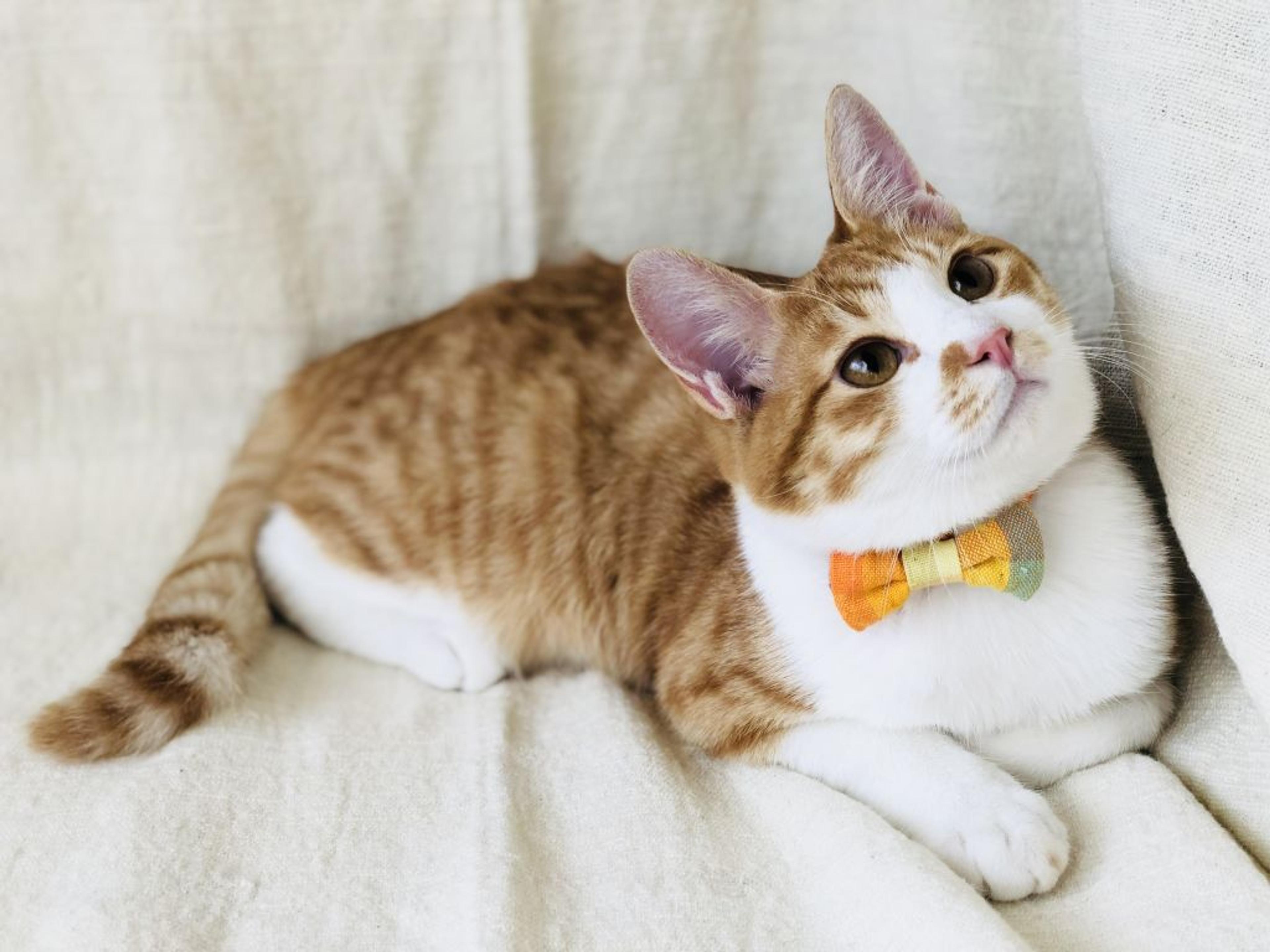 pet-image-3