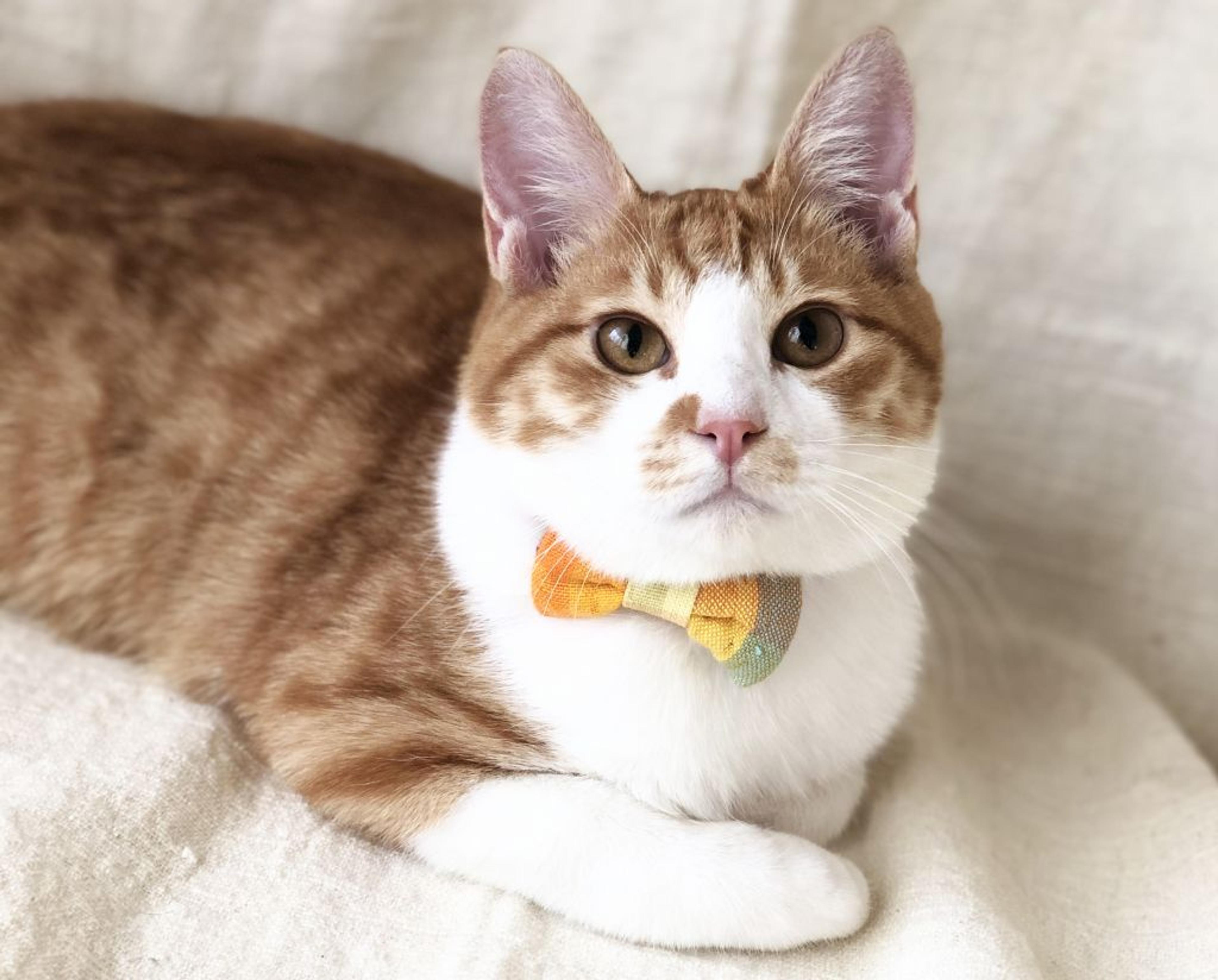 pet-image-4