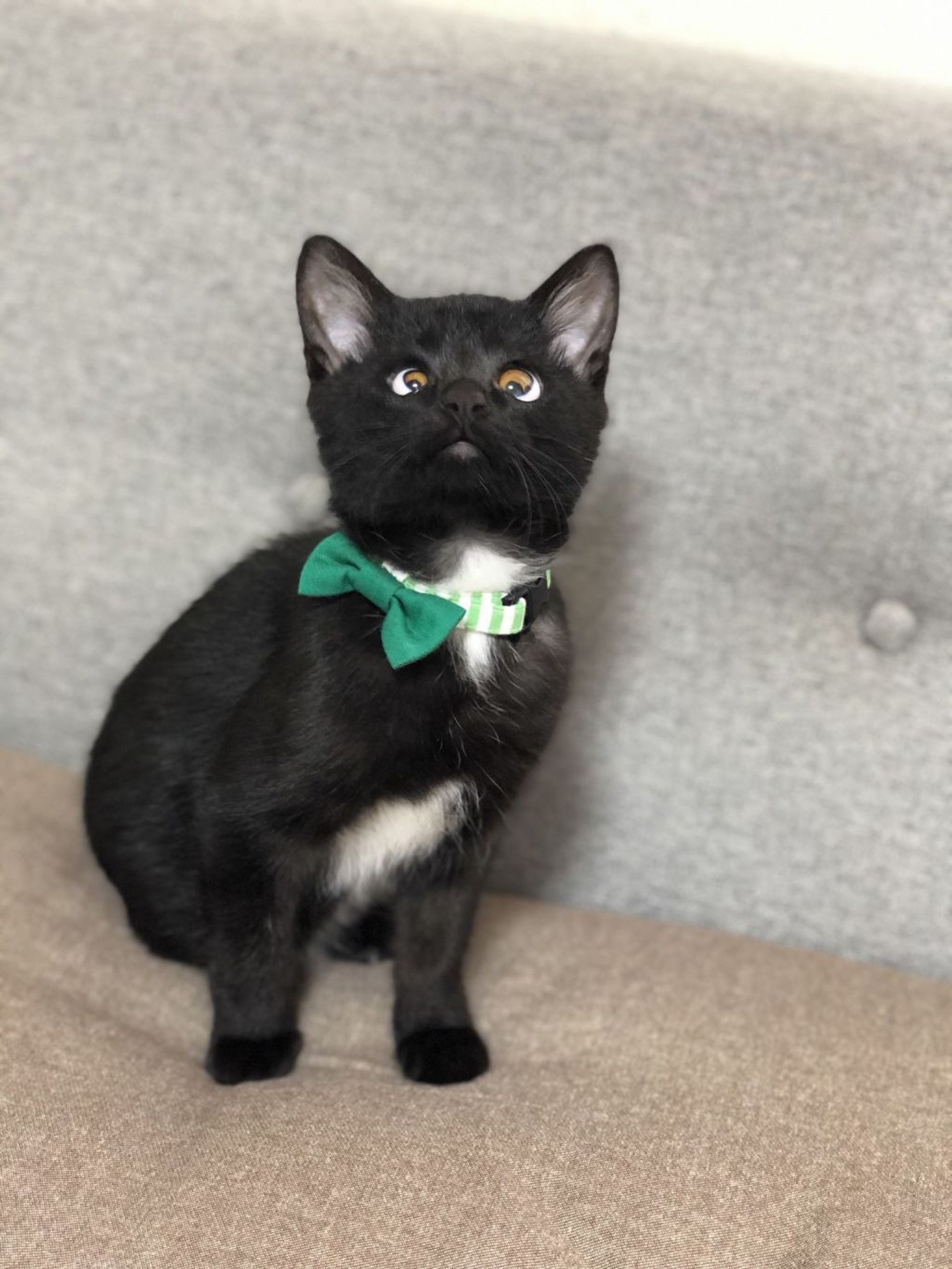 雑種（ミックス猫）・オスの里親募集の写真