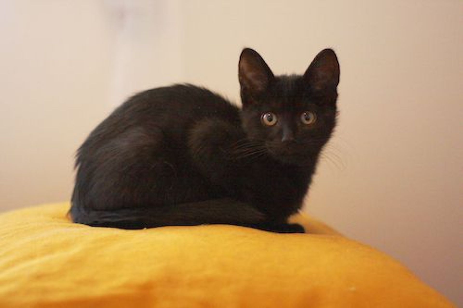 雑種（ミックス猫）・オスの里親募集の写真