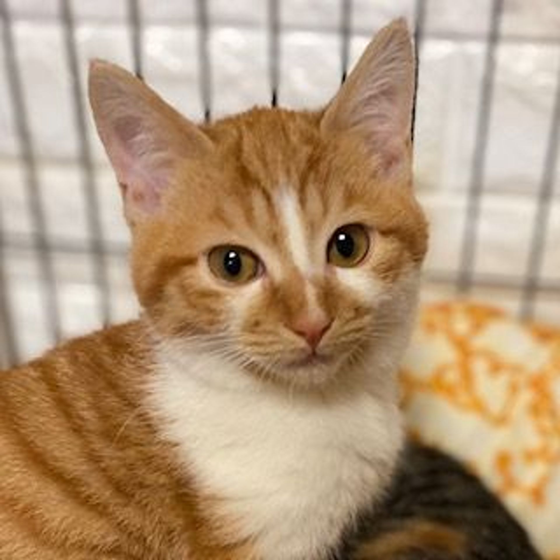 雑種（ミックス猫）・オスの里親募集の写真