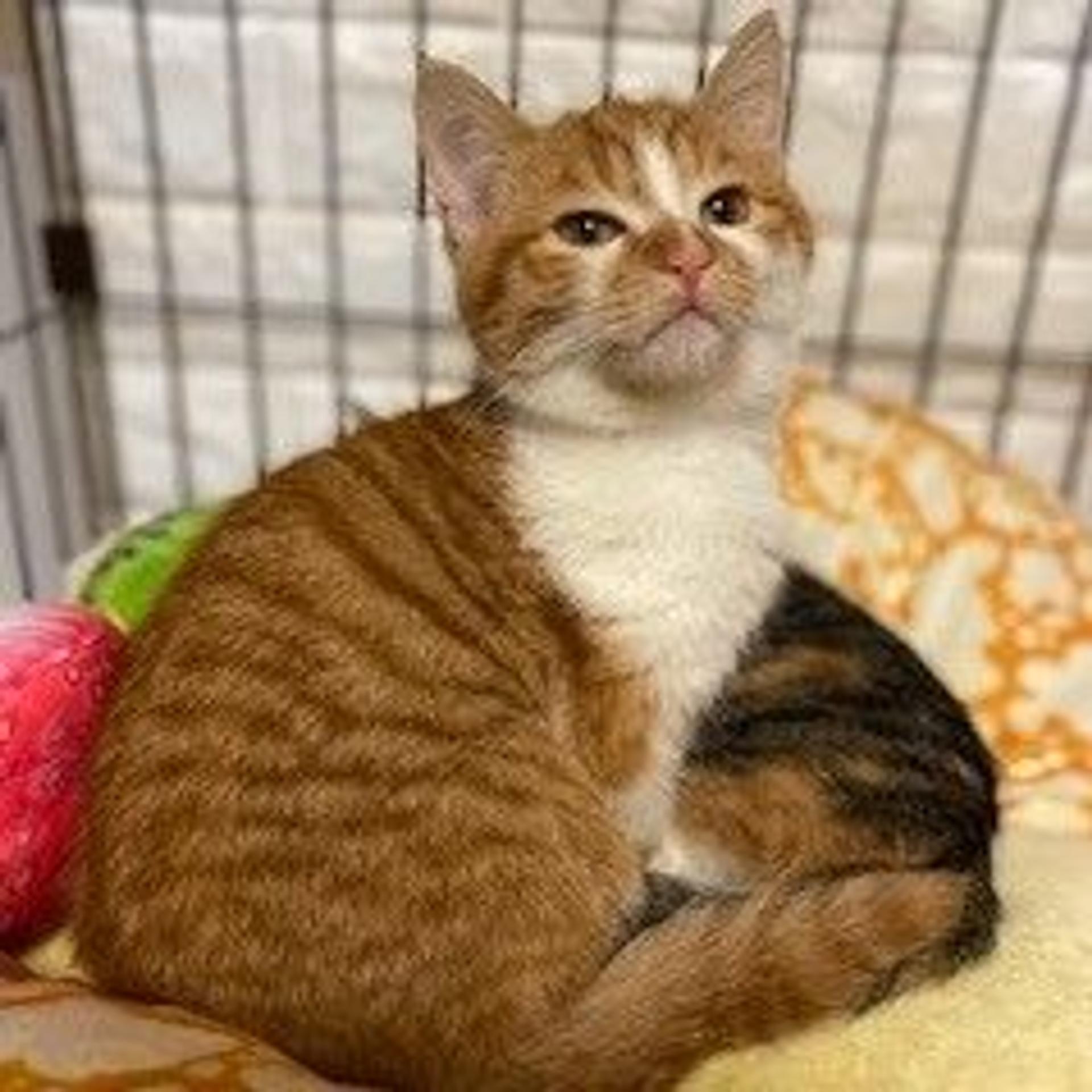 pet-image-2