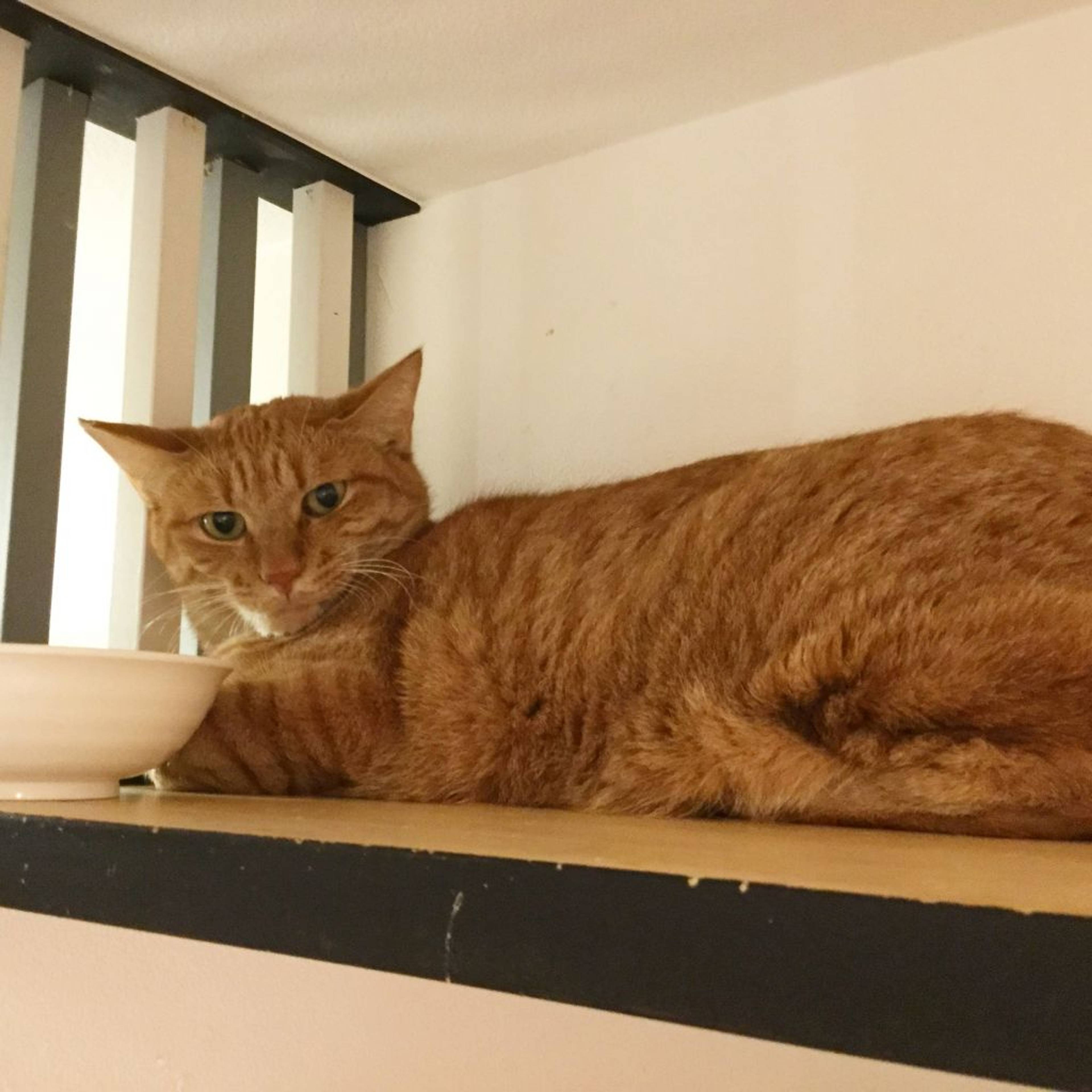 雑種（ミックス猫）・オスの里親募集の写真