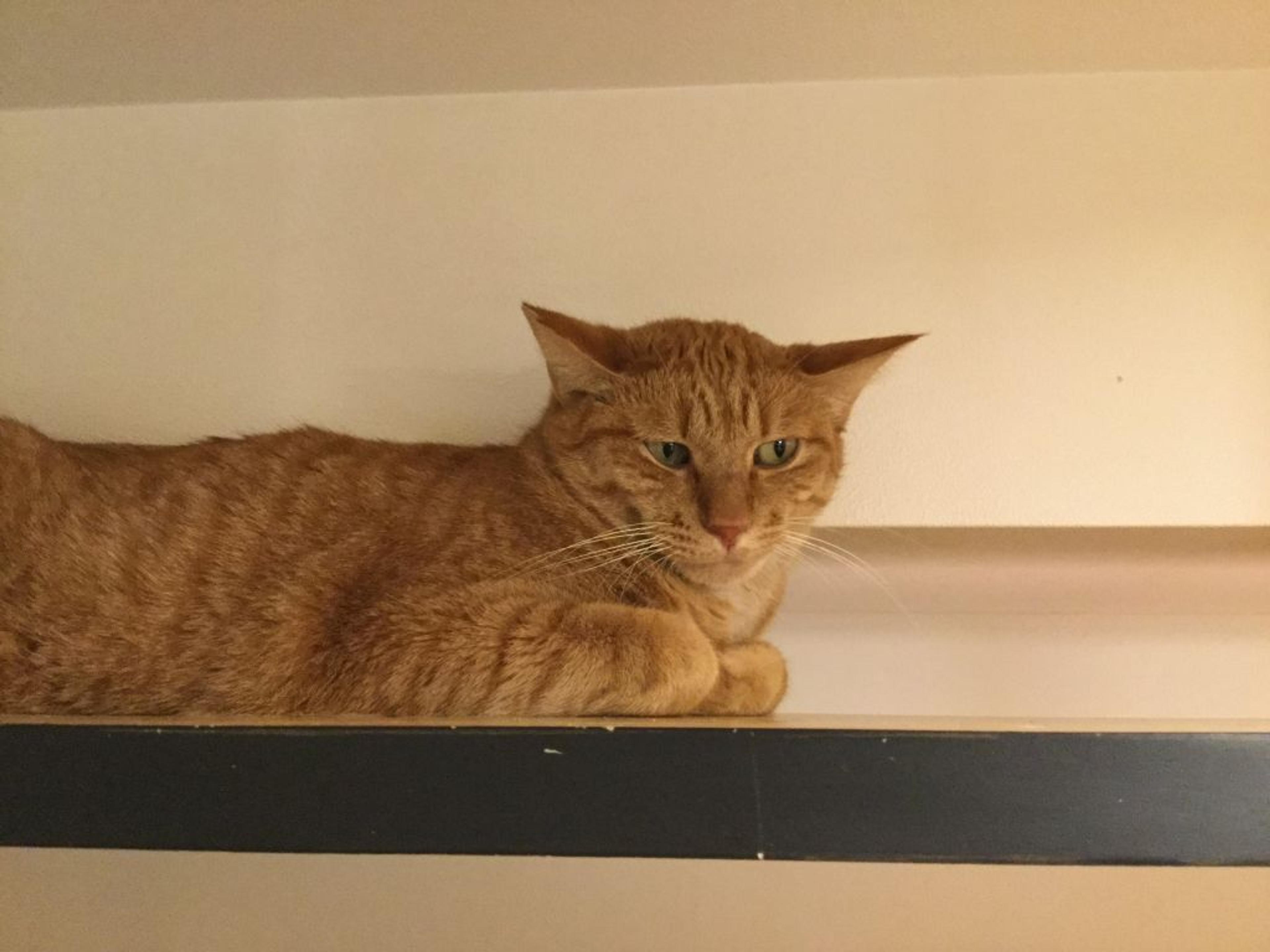 pet-image-2