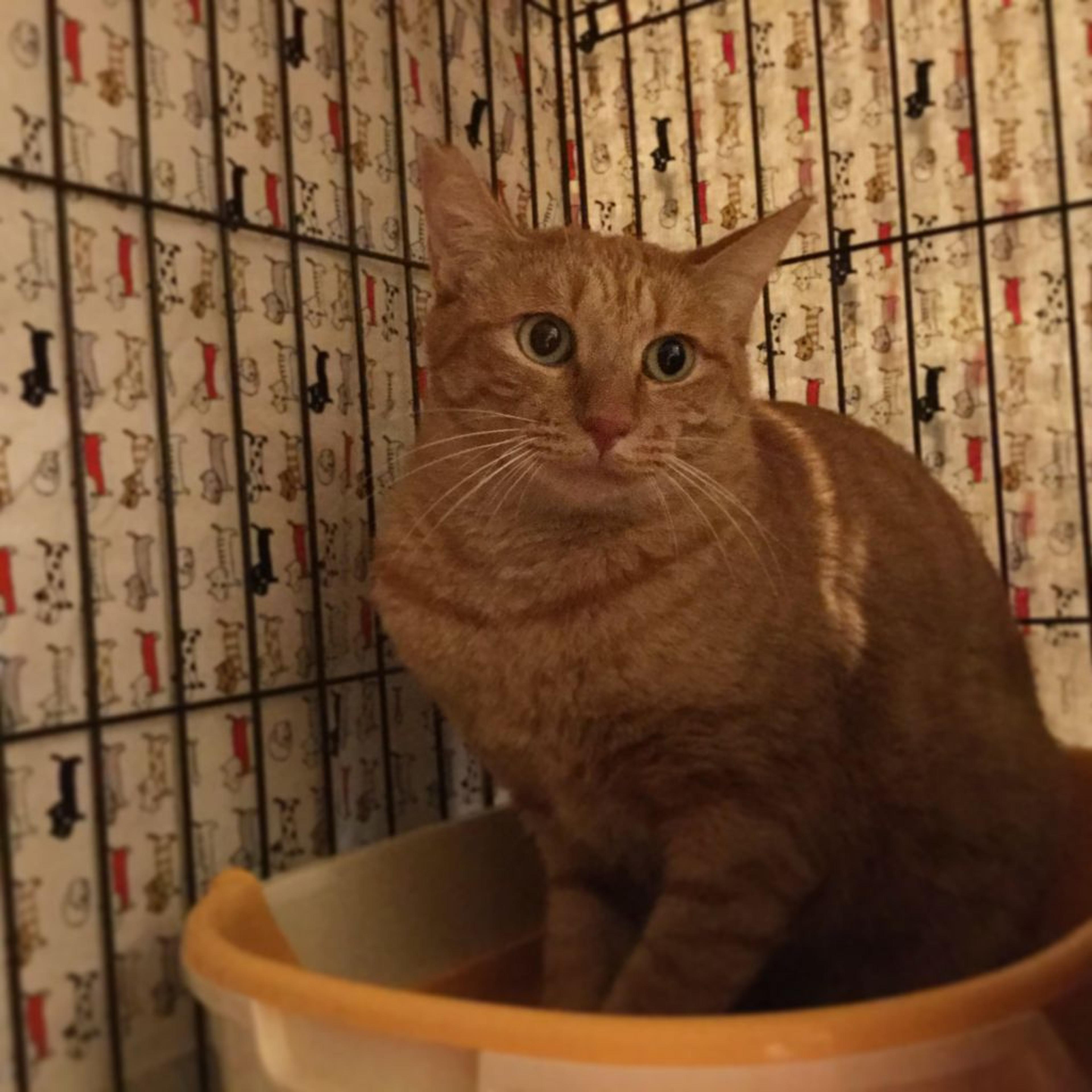 pet-image-3