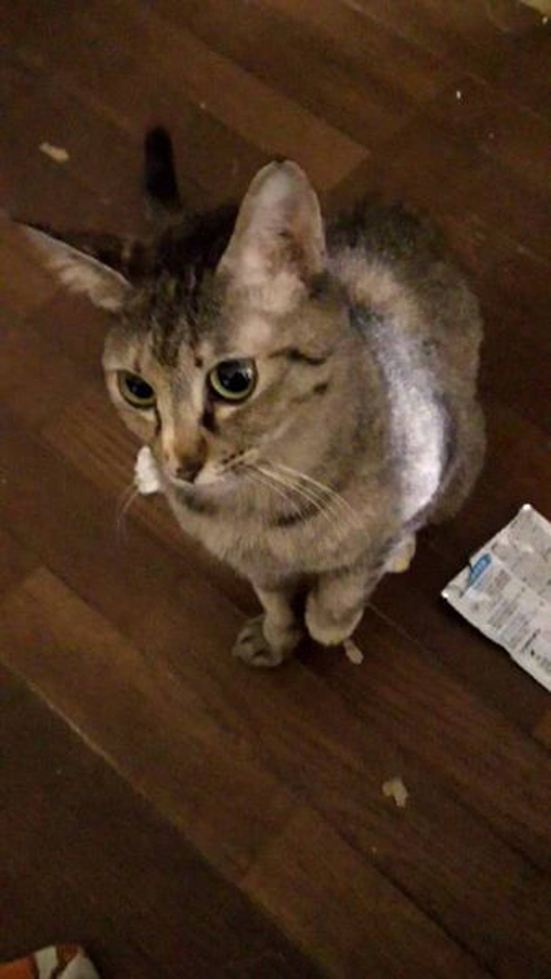 雑種（ミックス猫）・メスの里親募集の写真