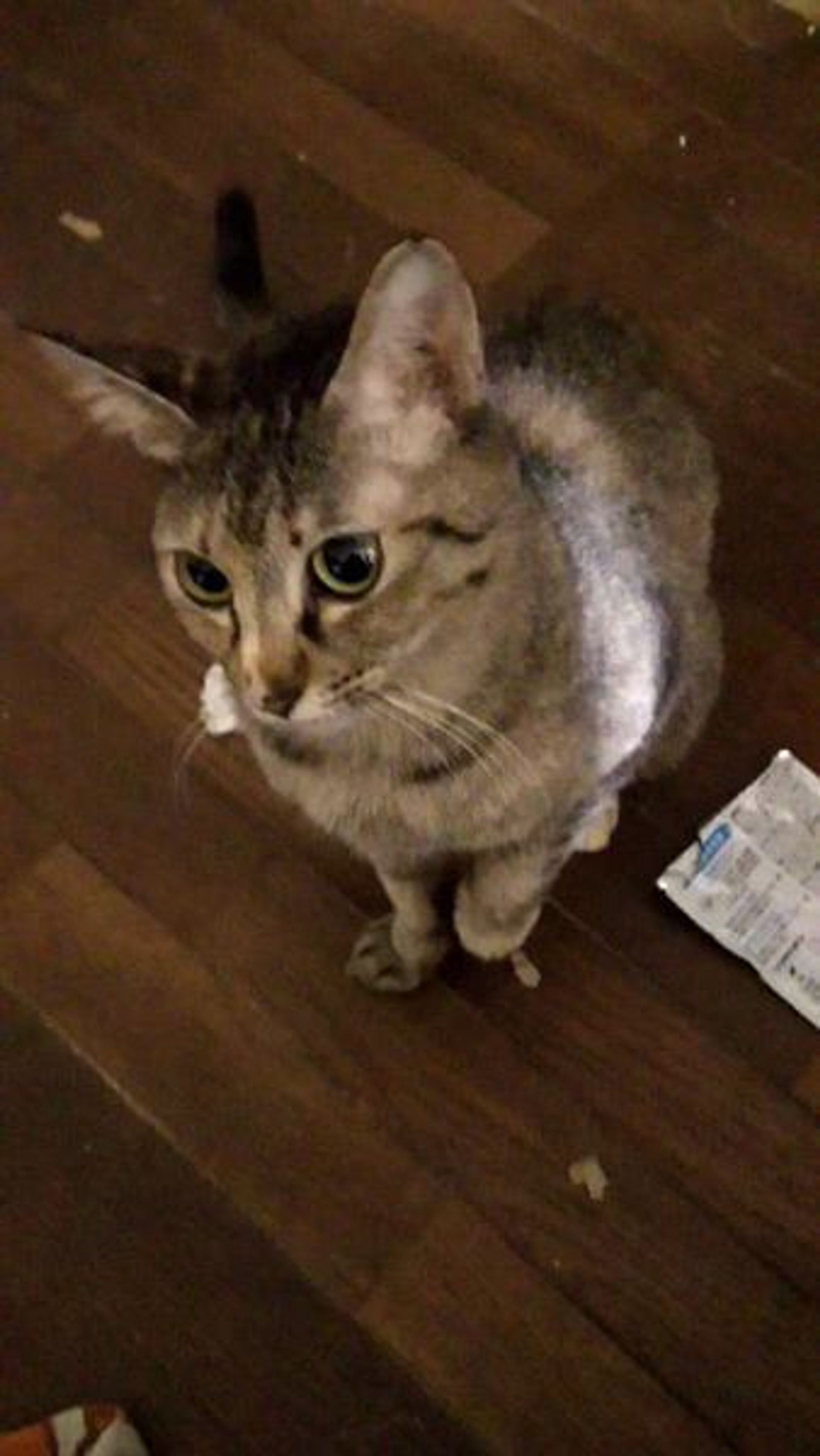 雑種（ミックス猫）・メスの里親募集の写真