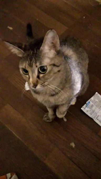 おとちゃんの写真
