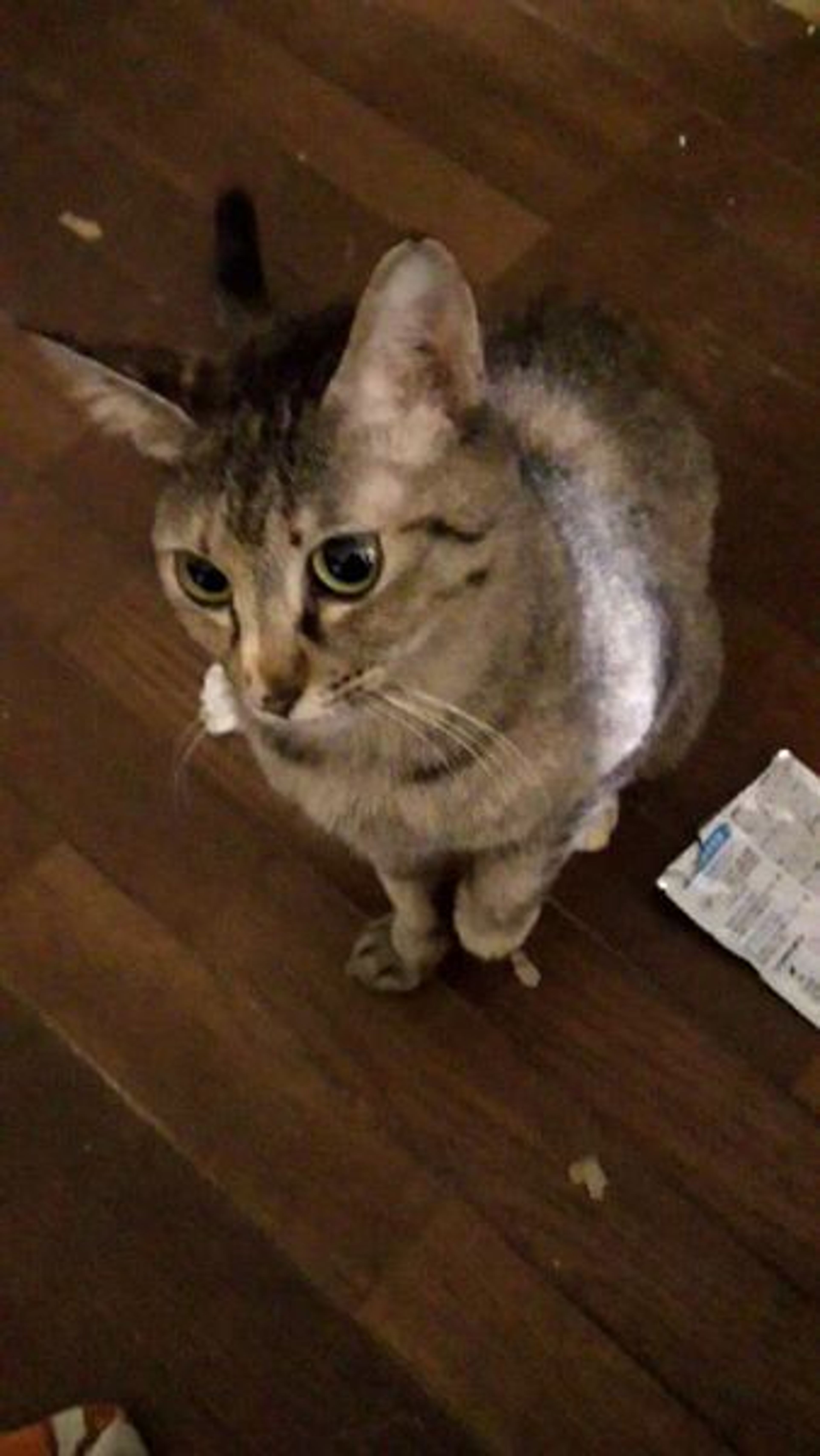 雑種（ミックス猫）・メスの里親募集の写真