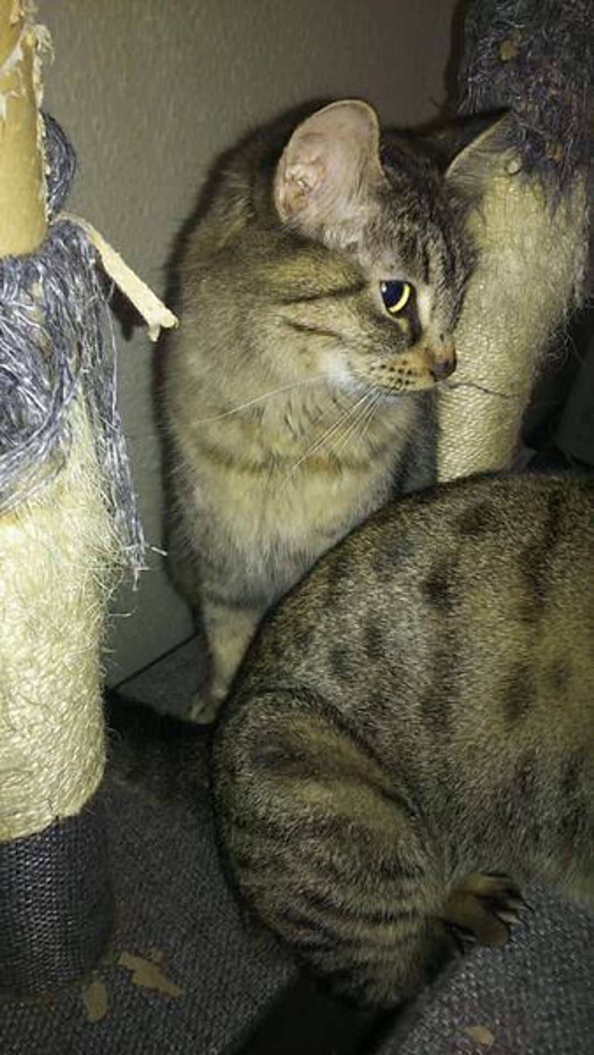 雑種（ミックス猫）・メスの里親募集の写真