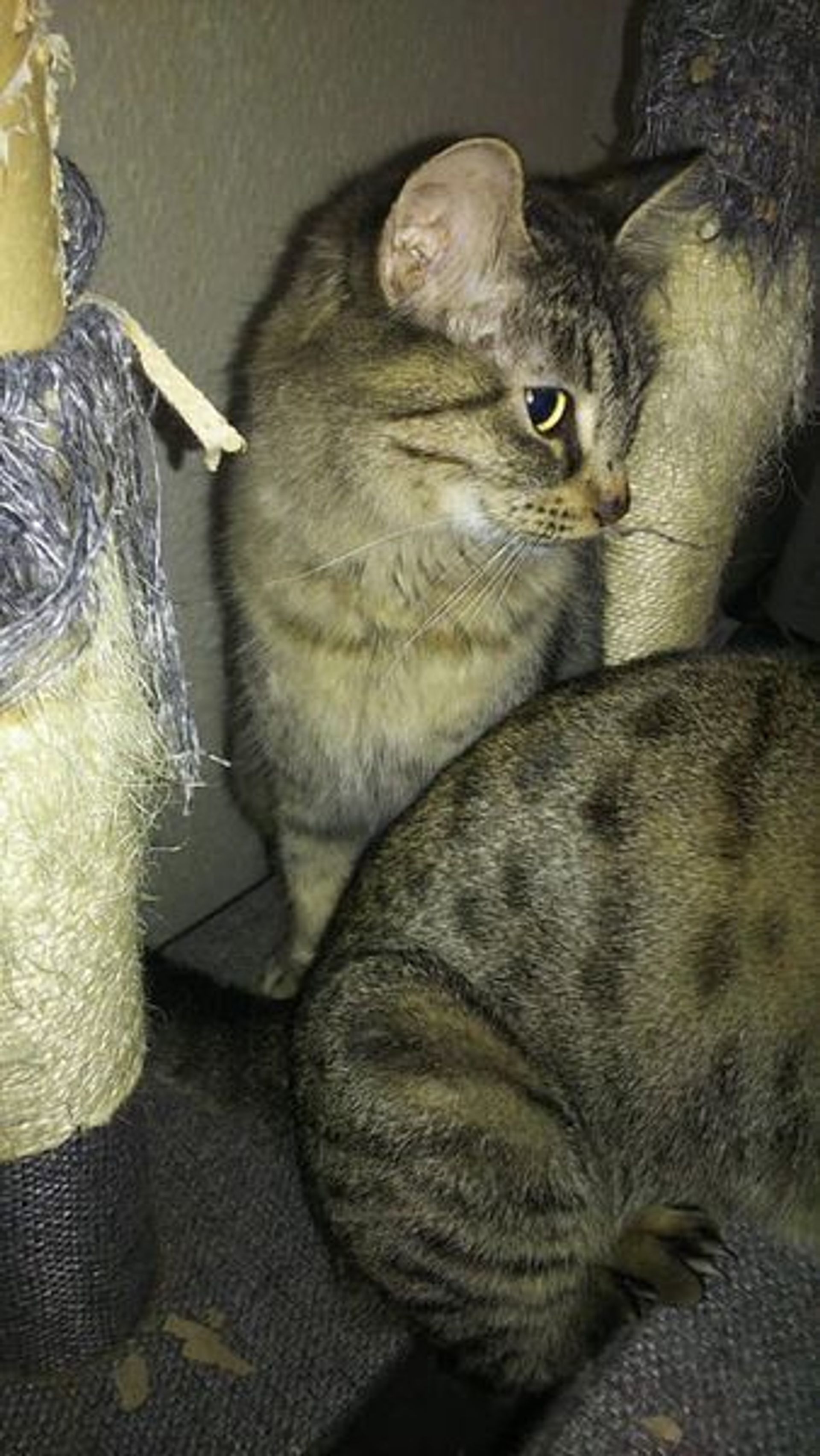 雑種（ミックス猫）・メスの里親募集の写真