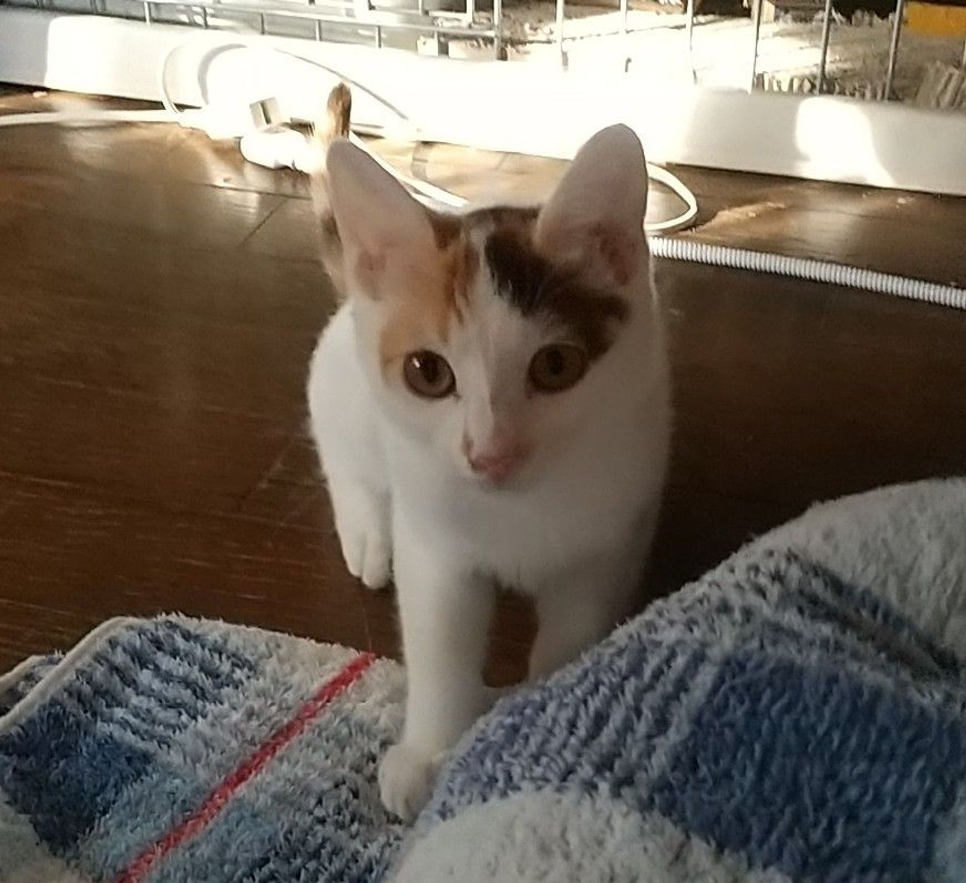 雑種（ミックス猫）・メスの里親募集の写真