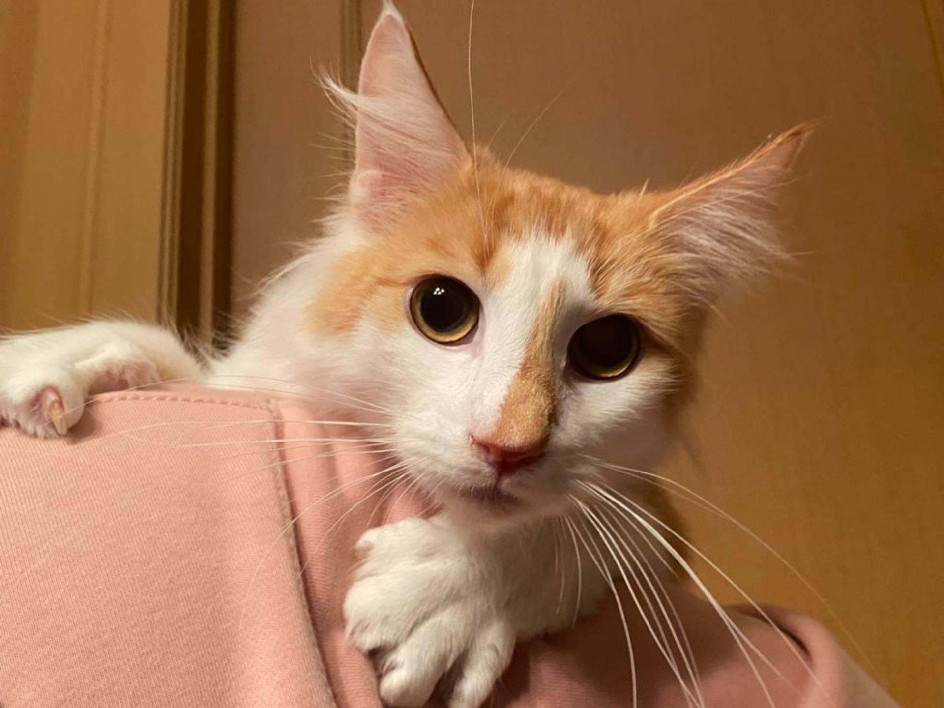 ノルウェージャンフォレストキャット・オスの里親募集の写真