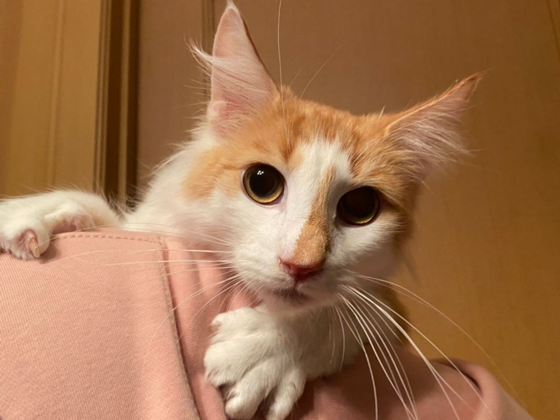 ノルウェージャンフォレストキャット・オスの里親募集の写真