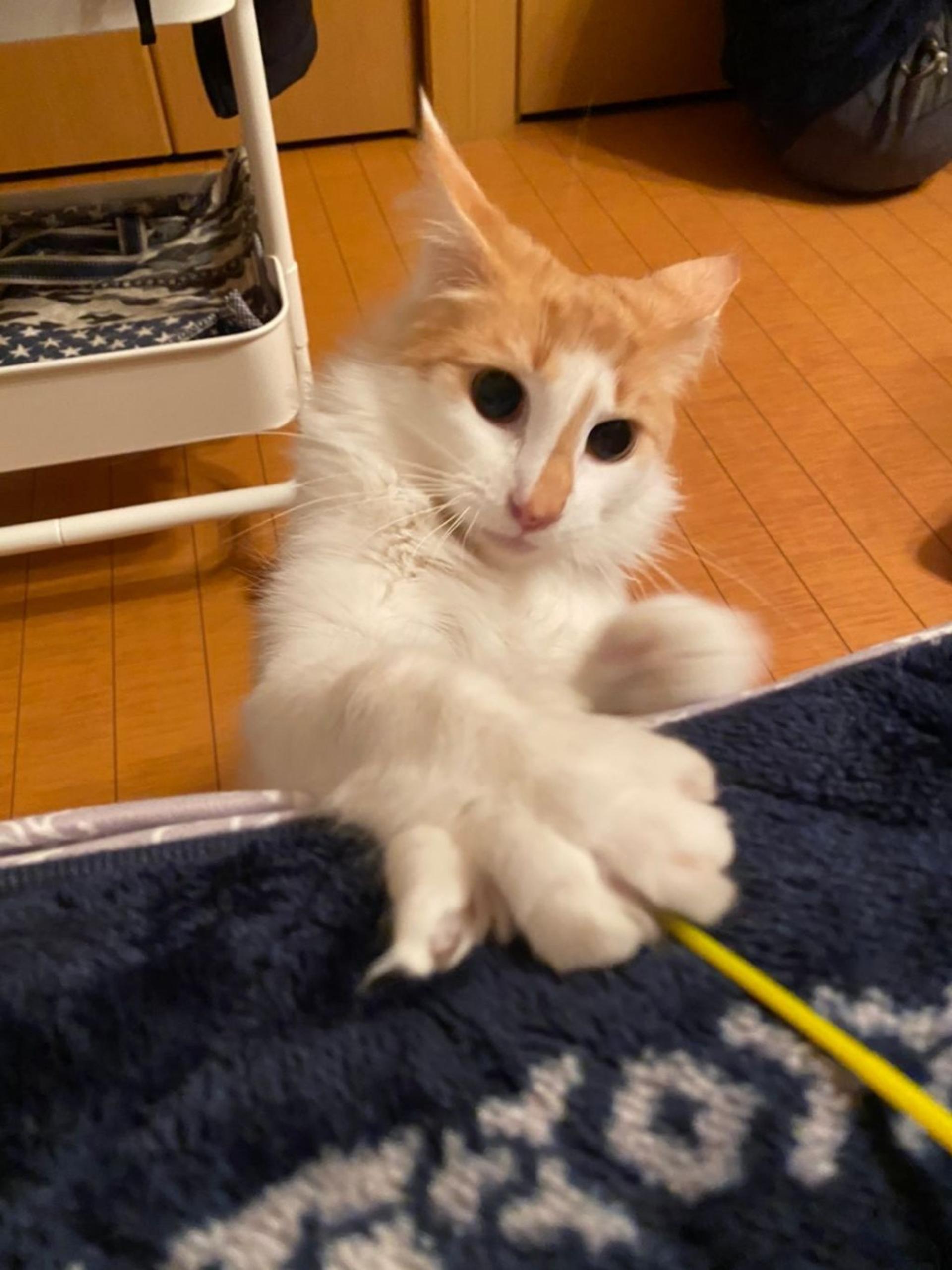pet-image-3