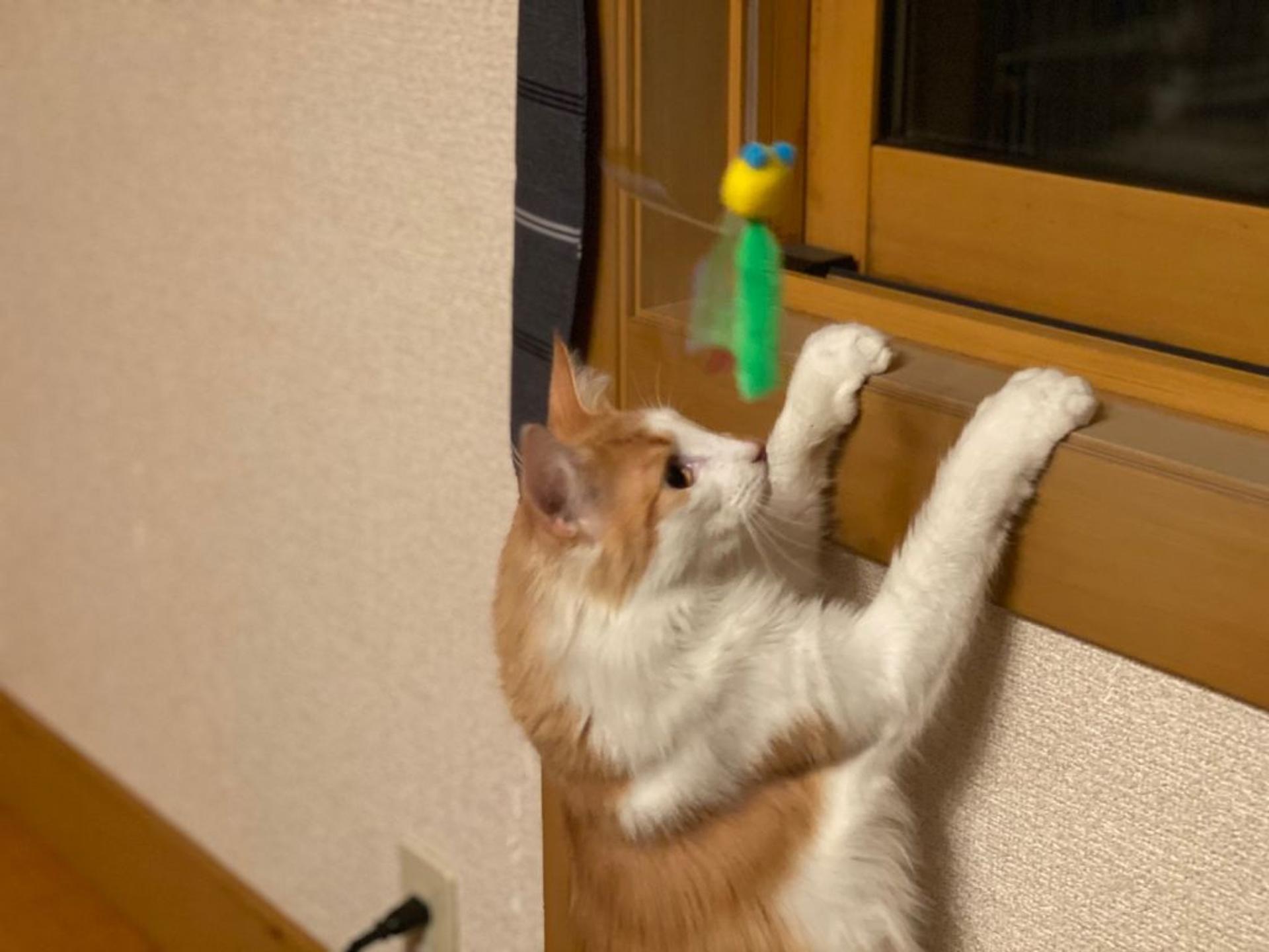 pet-image-4