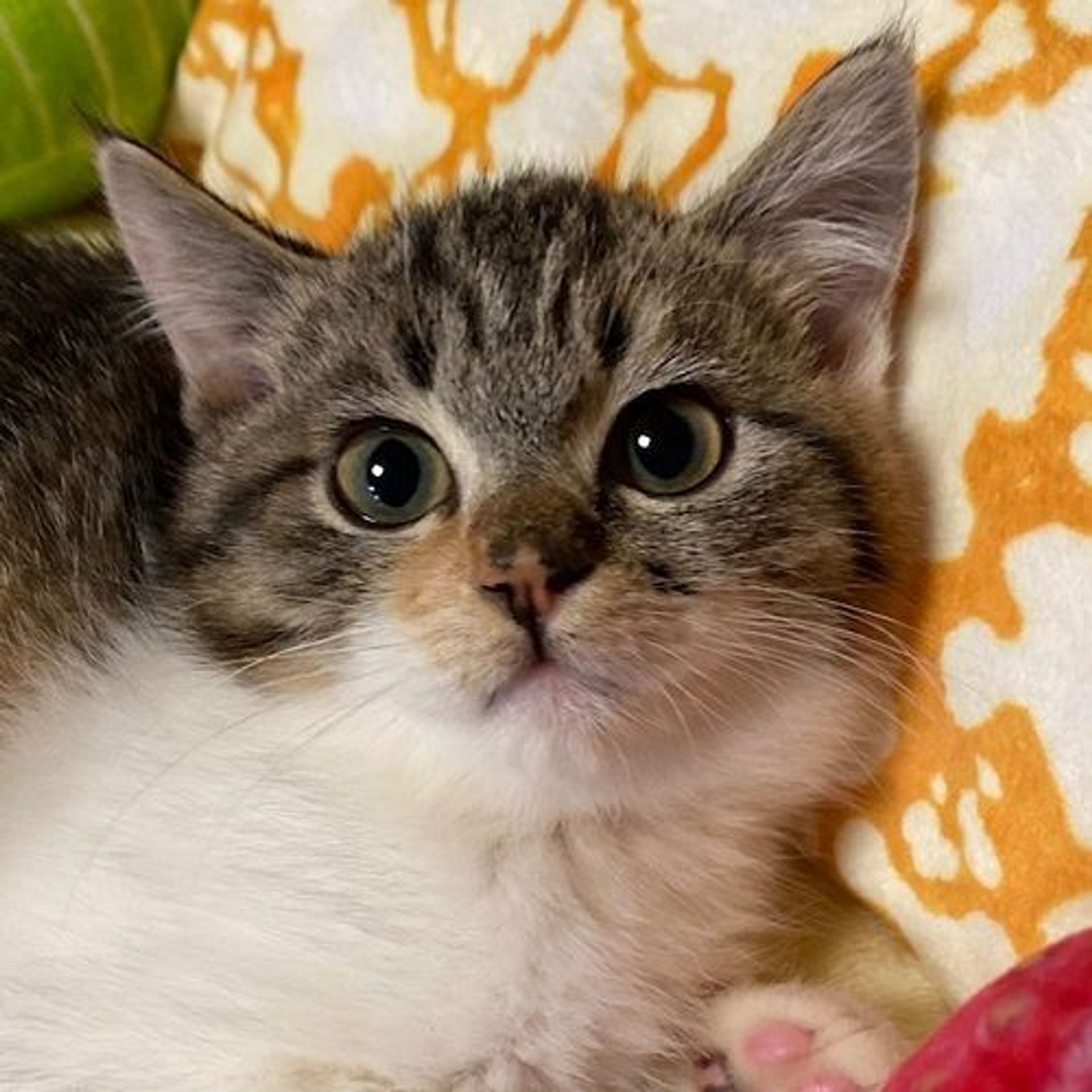 日本猫・メスの里親募集の写真