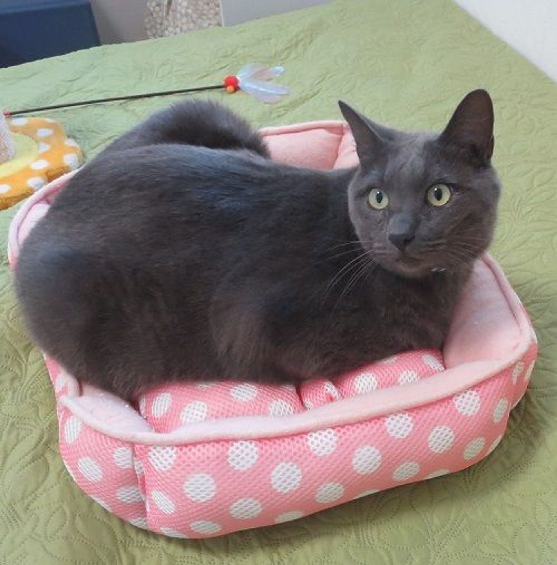 雑種（ミックス猫）・オスの里親募集の写真