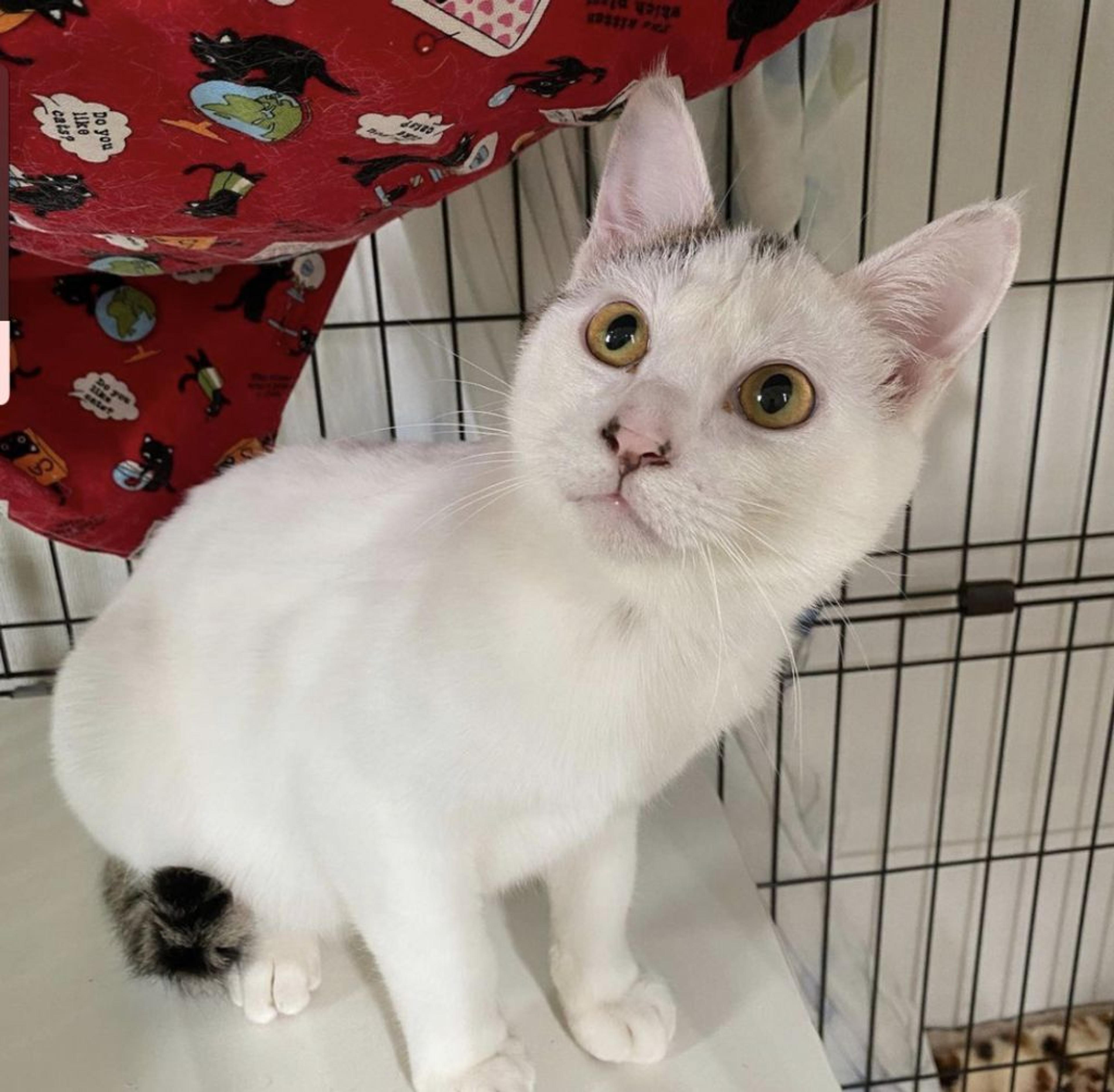 pet-image-5