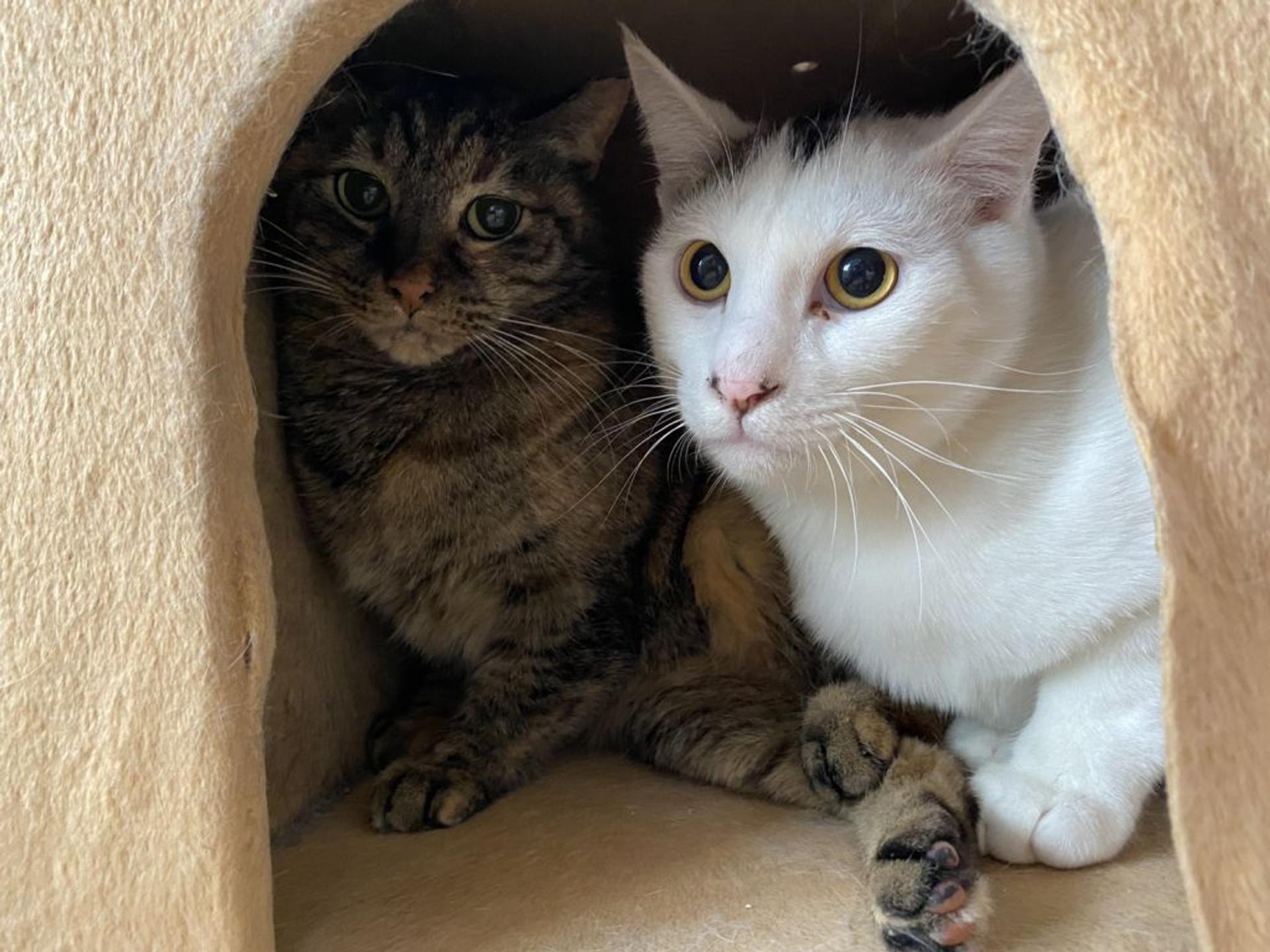 pet-image-6