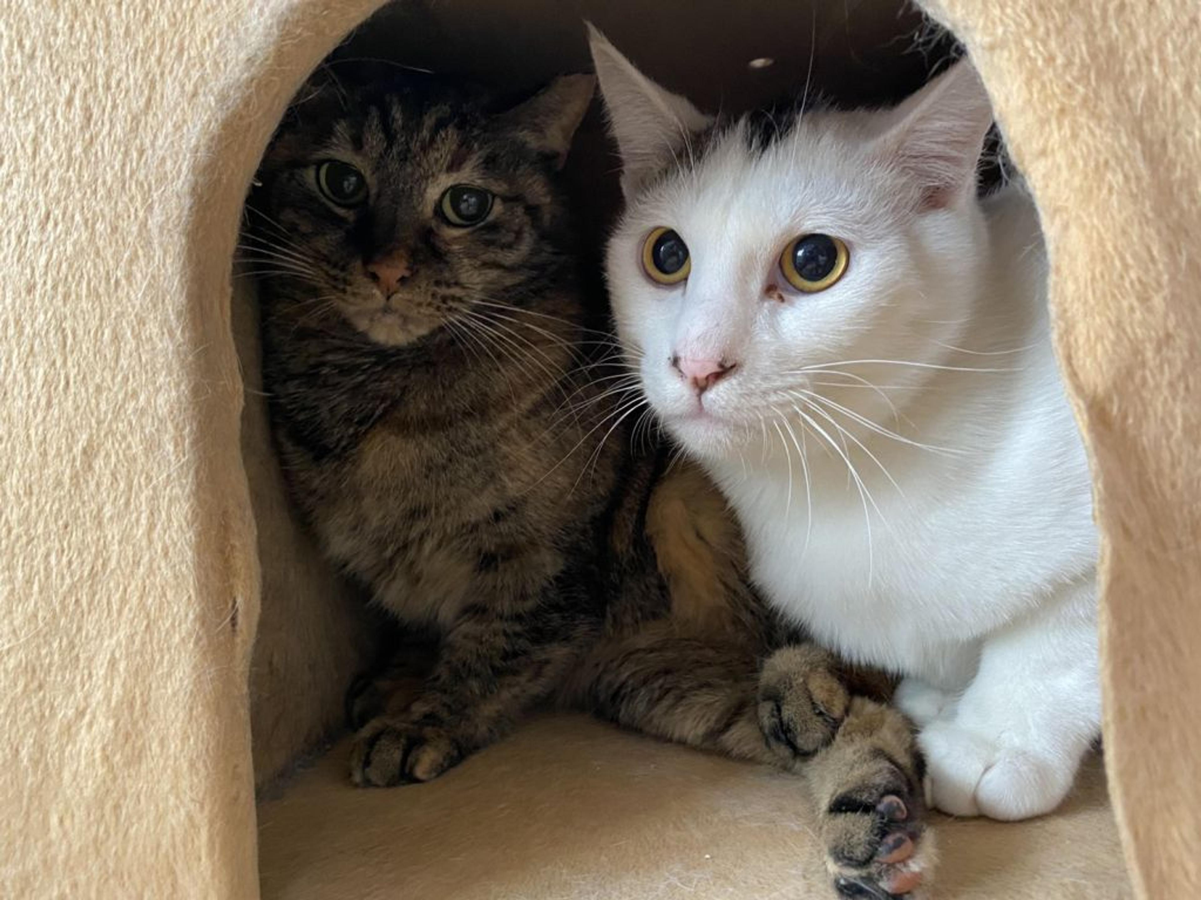pet-image-6