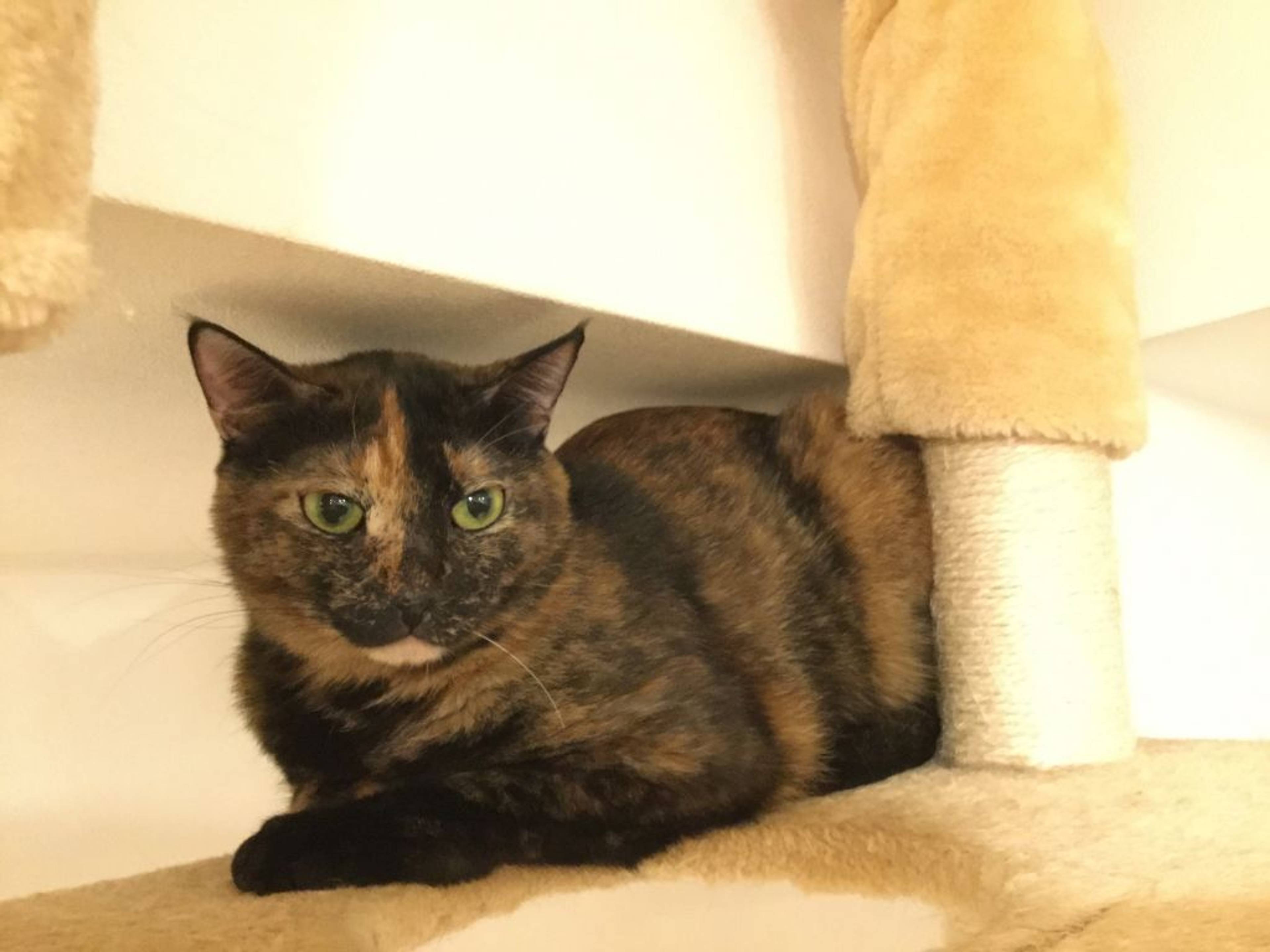 雑種（ミックス猫）・メスの里親募集の写真