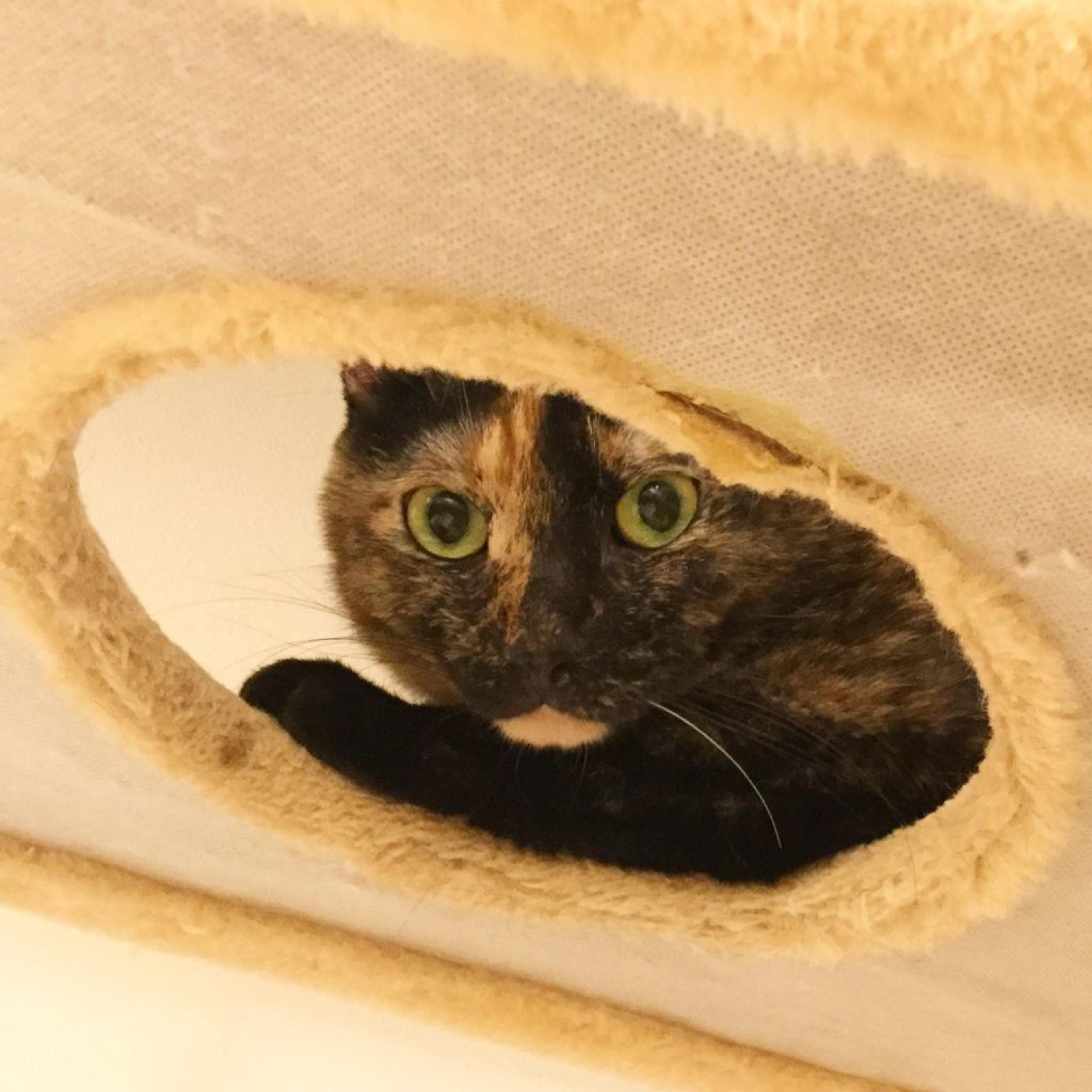 pet-image-3