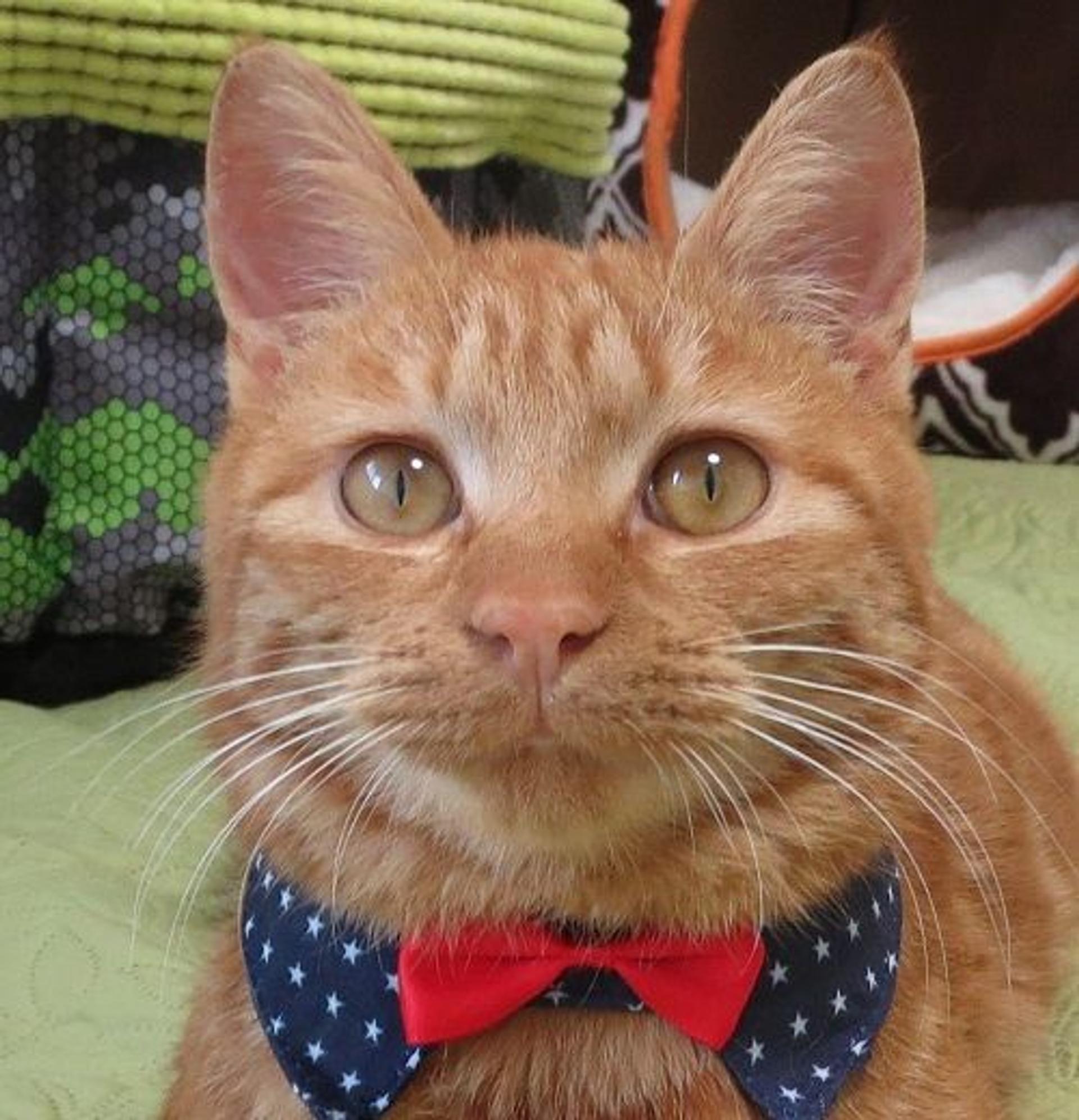pet-image-2