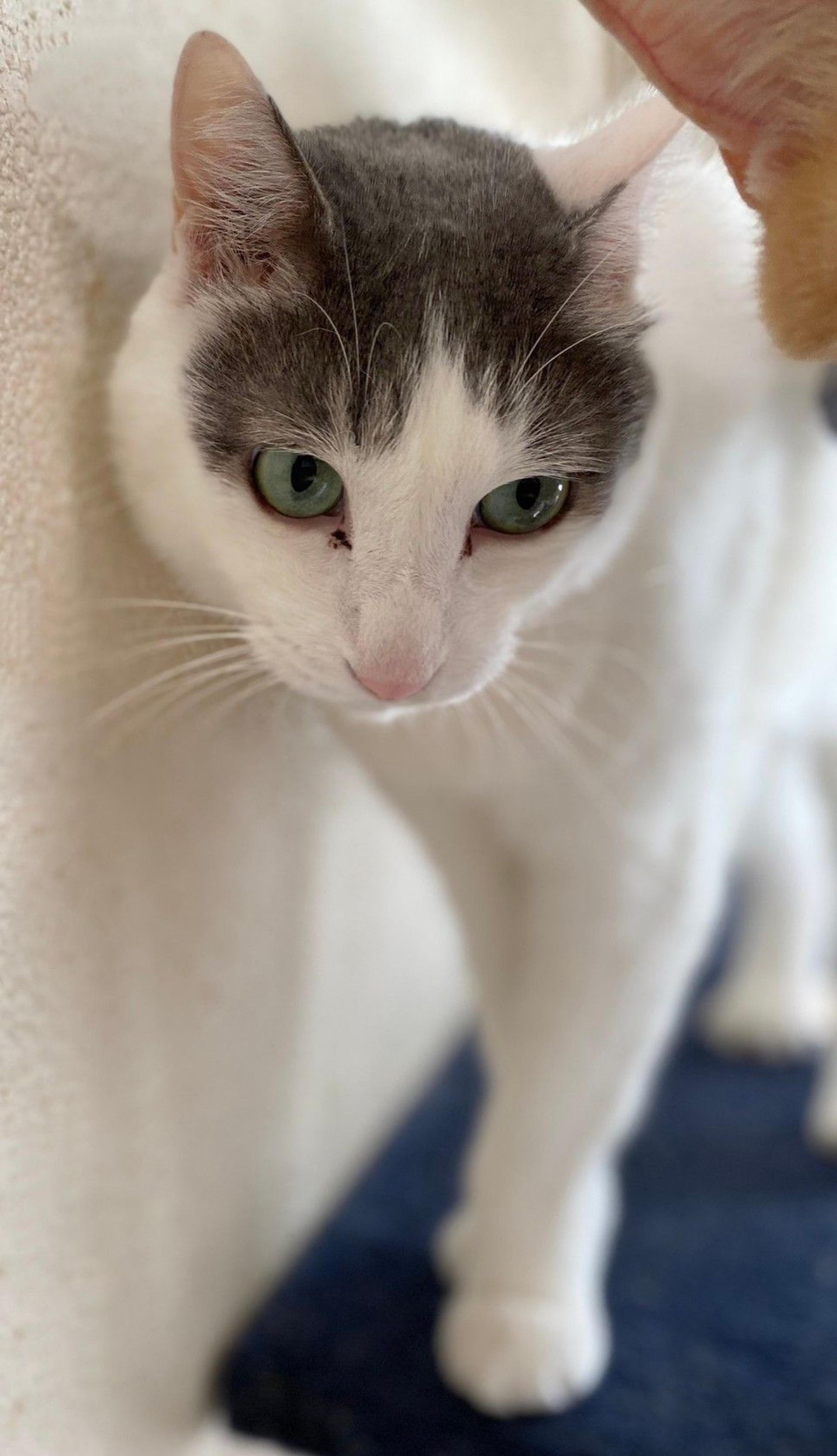 pet-image-2